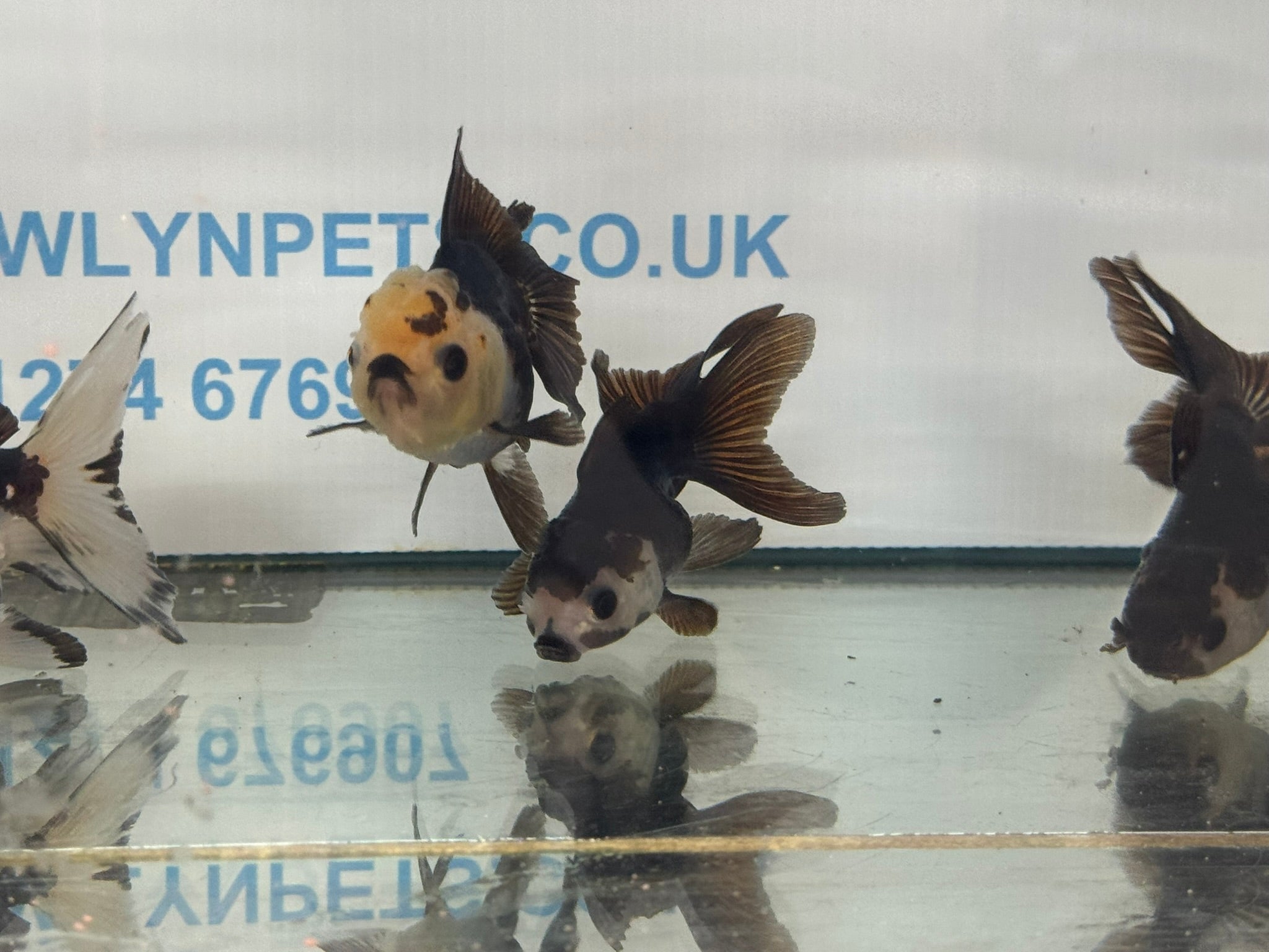 Panda Oranda Fancy Goldfish 8-9cm - Newlyn-pets - Newlyn-pets - 