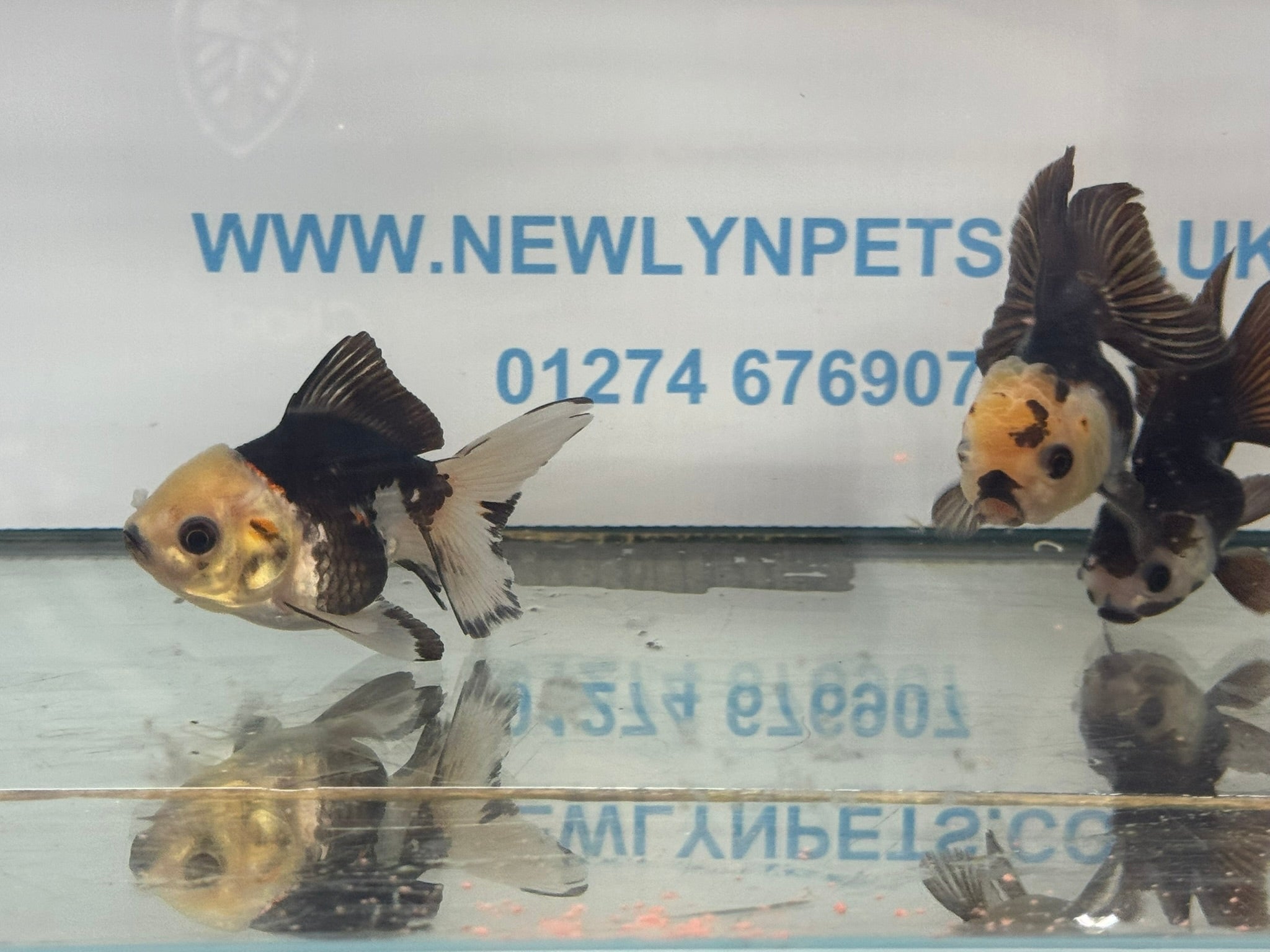 Panda Oranda Fancy Goldfish 8-9cm - Newlyn-pets - Newlyn-pets - 