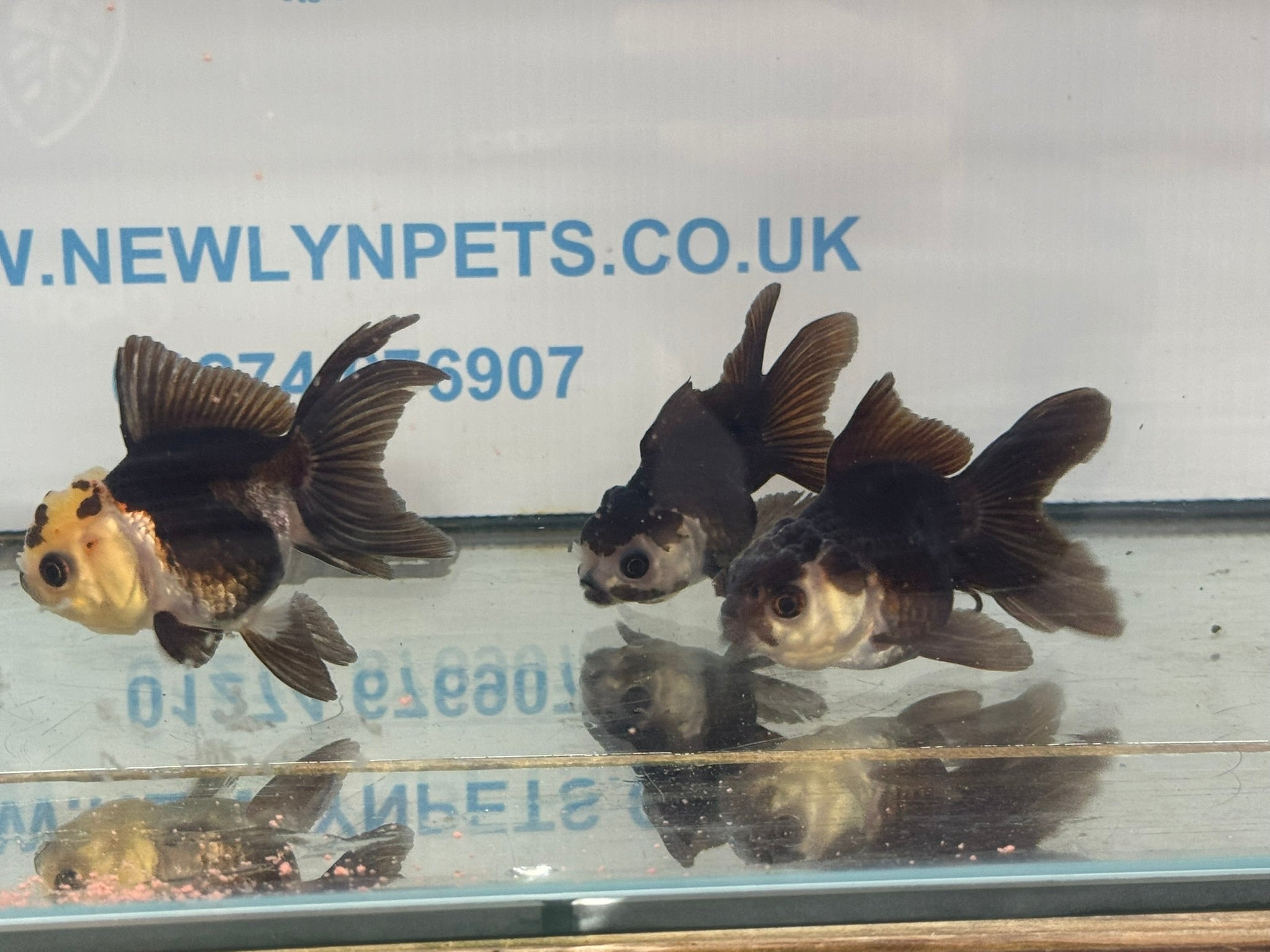 Panda Oranda Fancy Goldfish 8-9cm - Newlyn-pets - Newlyn-pets - 