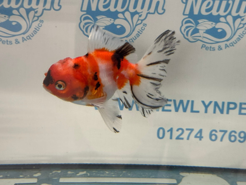 Peacock Tail Oranda 10 - 11cm - Newlyn - pets - Newlyn - pets - 