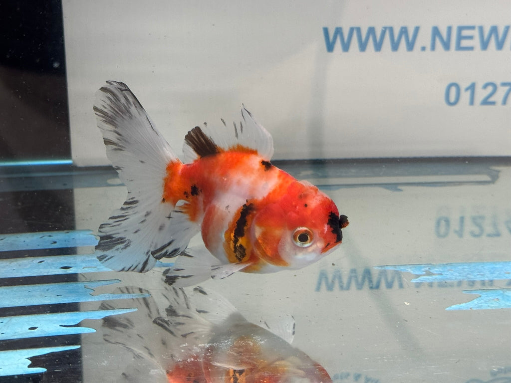Peacock Tail Oranda 10 - 11cm - Newlyn - pets - Newlyn - pets - 