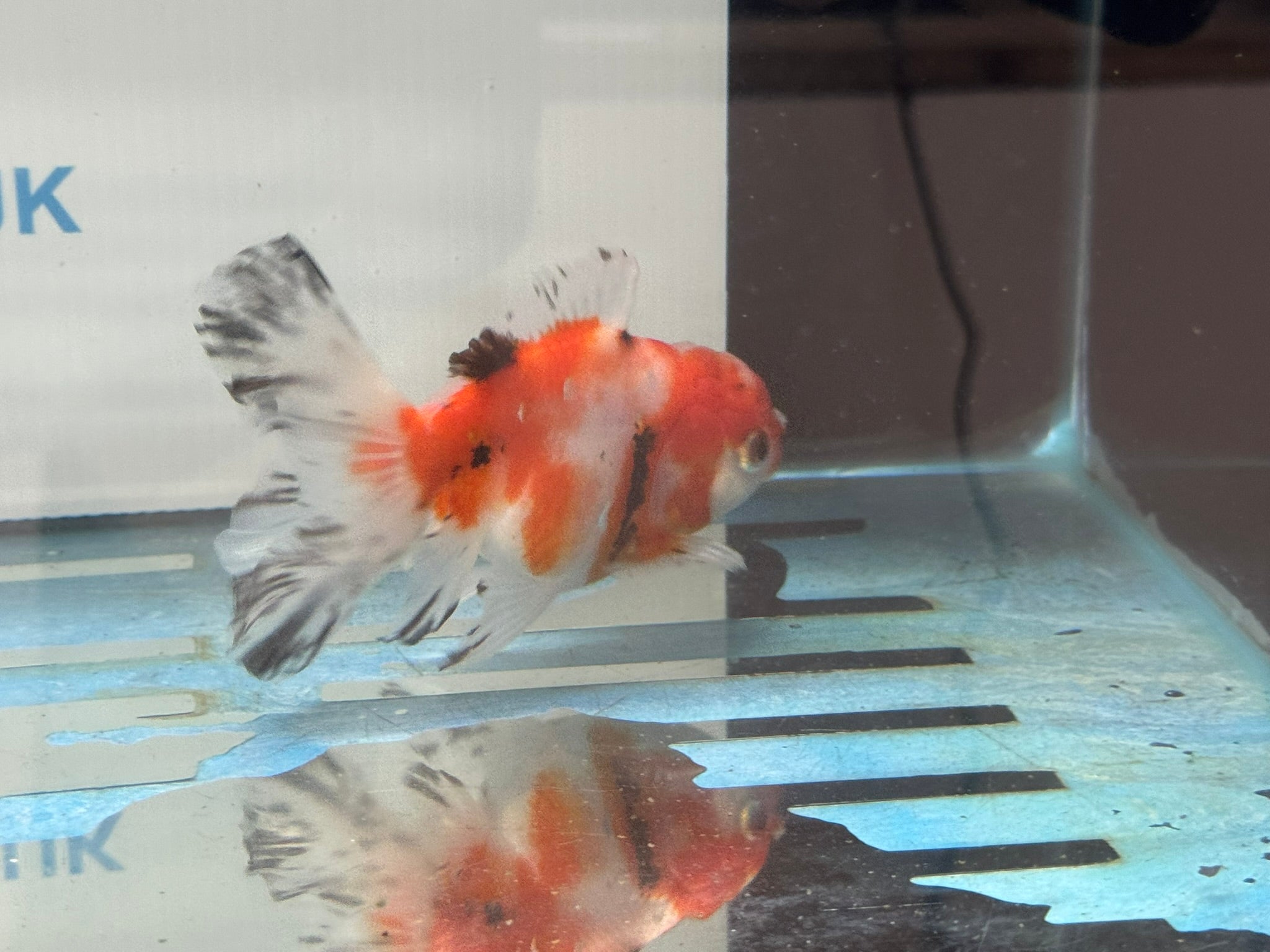 Peacock Tail Oranda 10 - 11cm - Newlyn - pets - Newlyn - pets - 