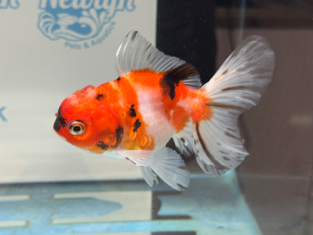 Peacock Tail Oranda 10 - 11cm - Newlyn - pets - Newlyn - pets - 