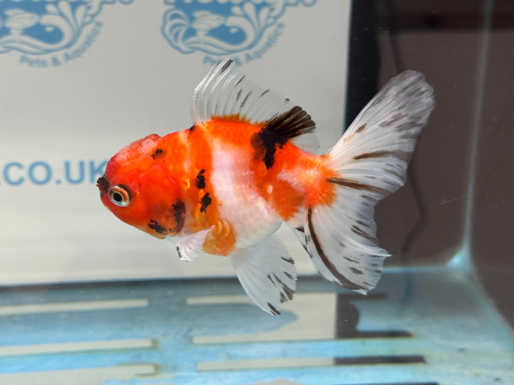 Peacock Tail Oranda 10 - 11cm - Newlyn - pets - Newlyn - pets - 