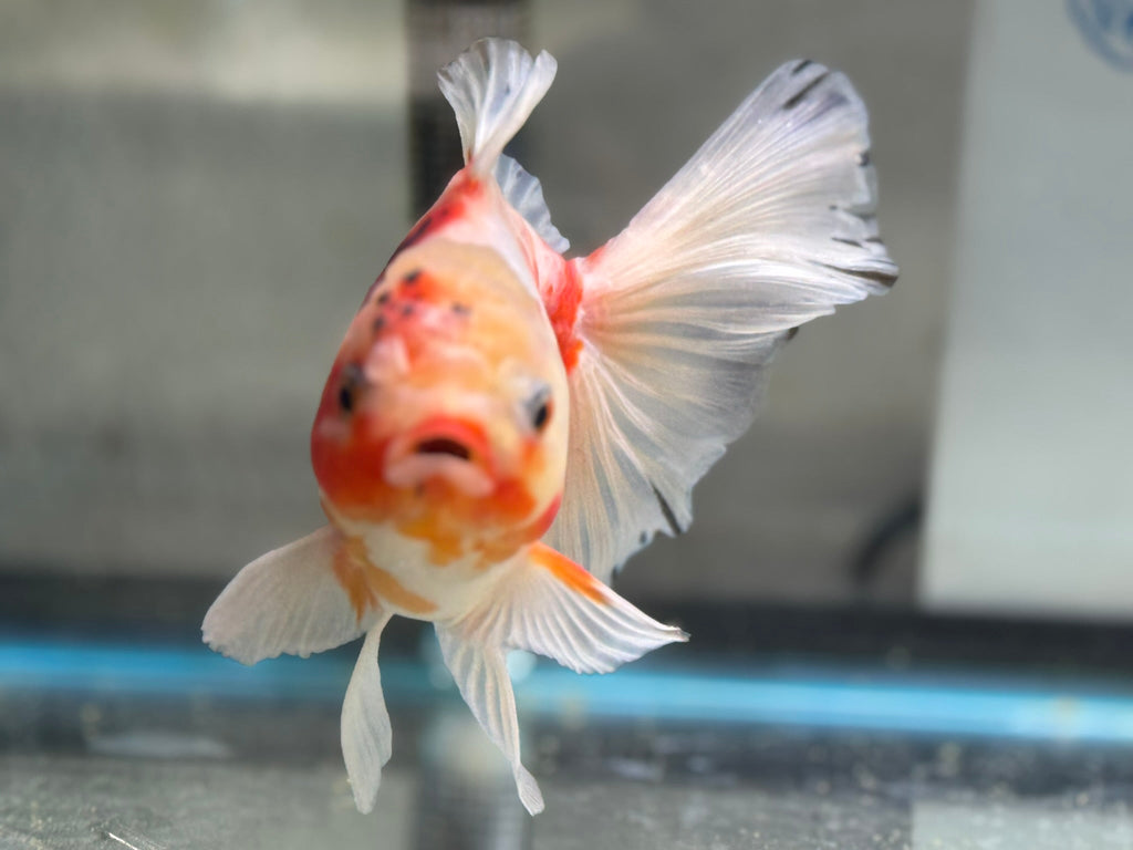 Peacock Tail Oranda 15 - 16cm (Fish in photo)(BF1) - Newlyn - pets - Newlyn - pets - 