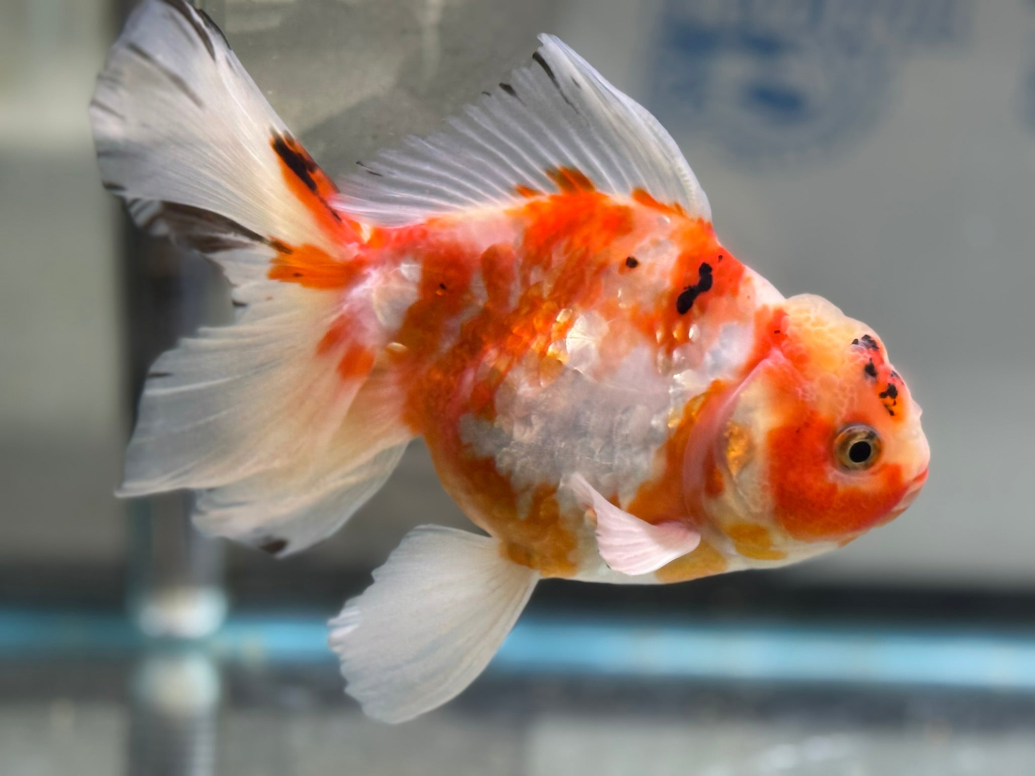 Peacock Tail Oranda 15 - 16cm (Fish in photo)(BF1) - Newlyn - pets - Newlyn - pets - 