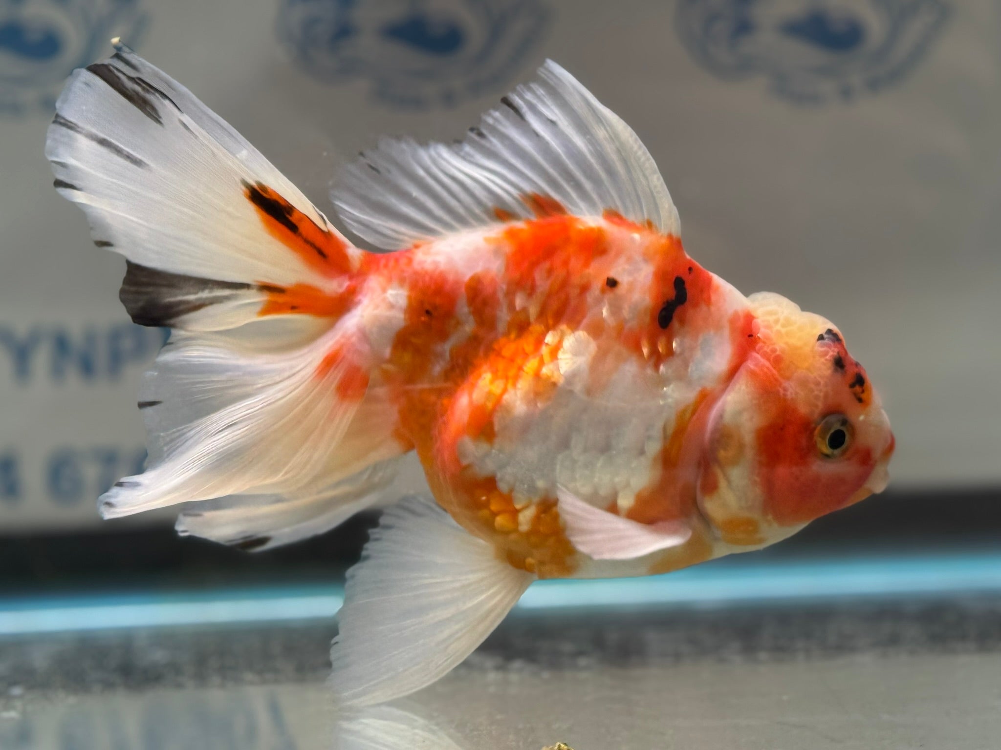 Peacock Tail Oranda 15 - 16cm (Fish in photo)(BF1) - Newlyn - pets - Newlyn - pets - 
