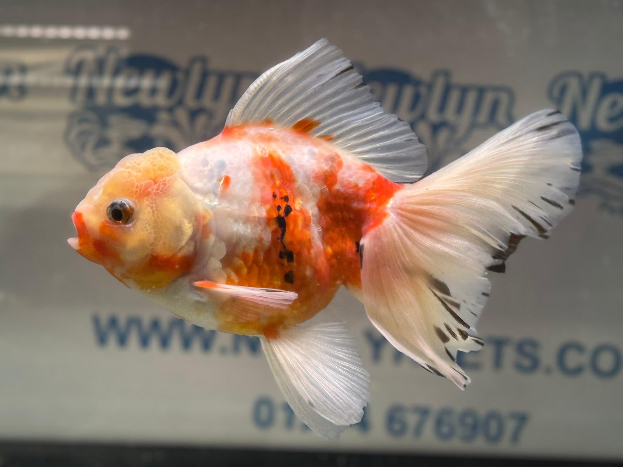 Peacock Tail Oranda 15 - 16cm (Fish in photo)(BF1) - Newlyn - pets - Newlyn - pets - 