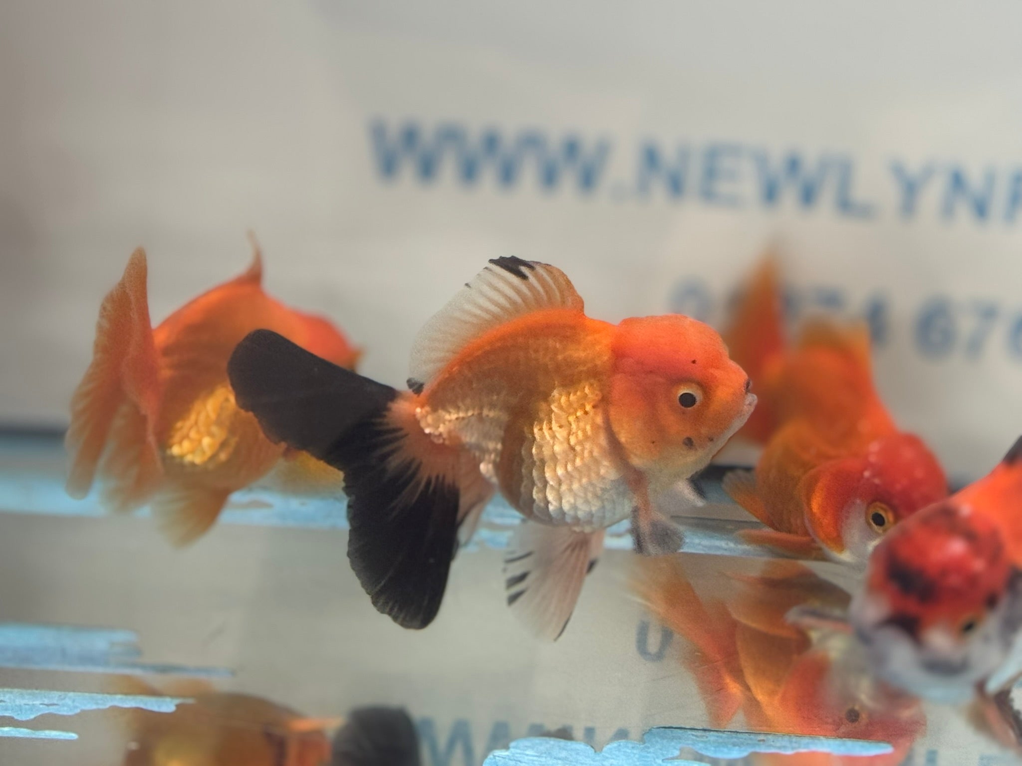 Peacock Tail Oranda Fancy Goldfish 7 - 8cm - Newlyn - pets - Newlyn - pets - 