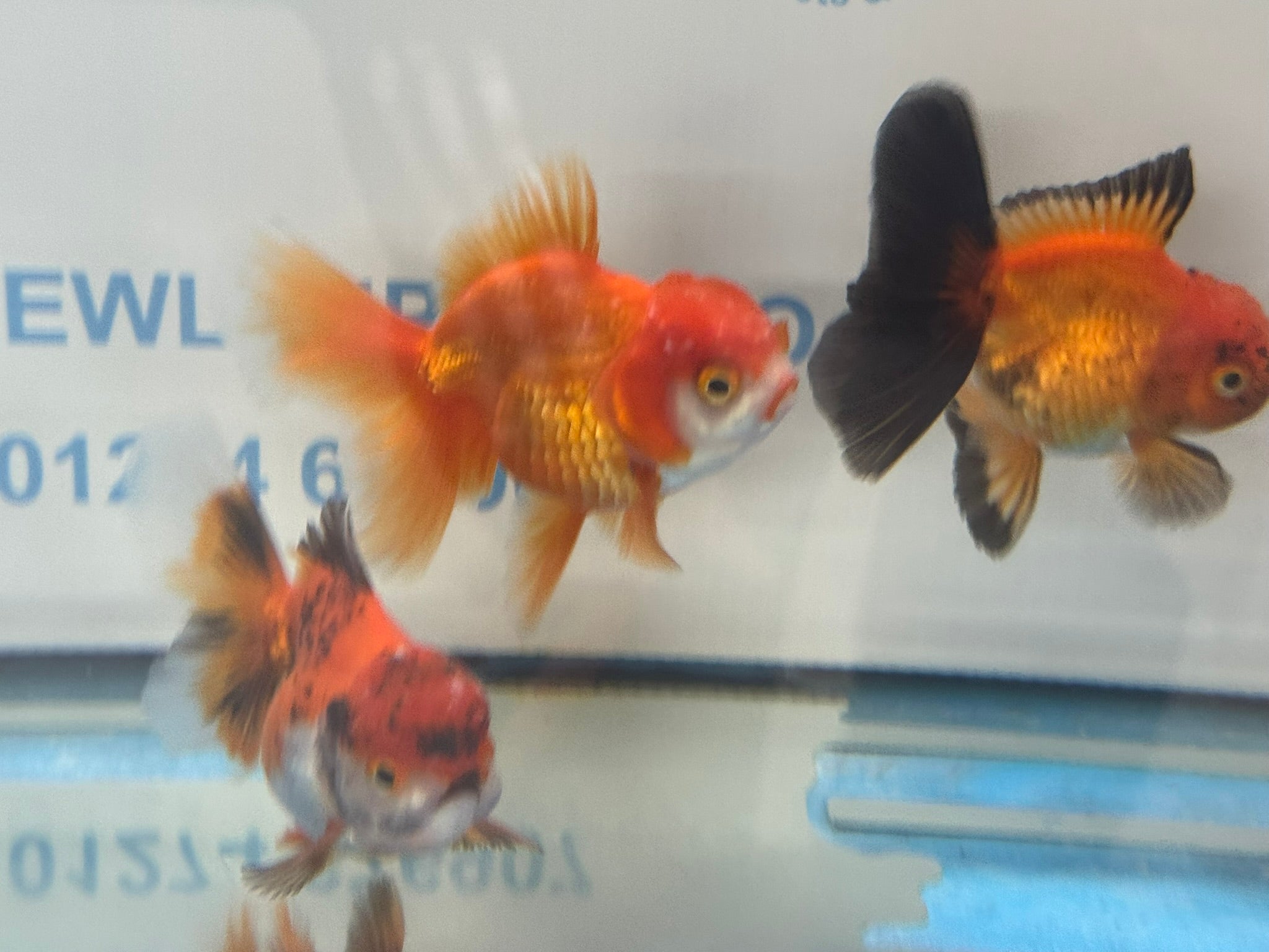 Peacock Tail Oranda Fancy Goldfish 7 - 8cm - Newlyn - pets - Newlyn - pets - 