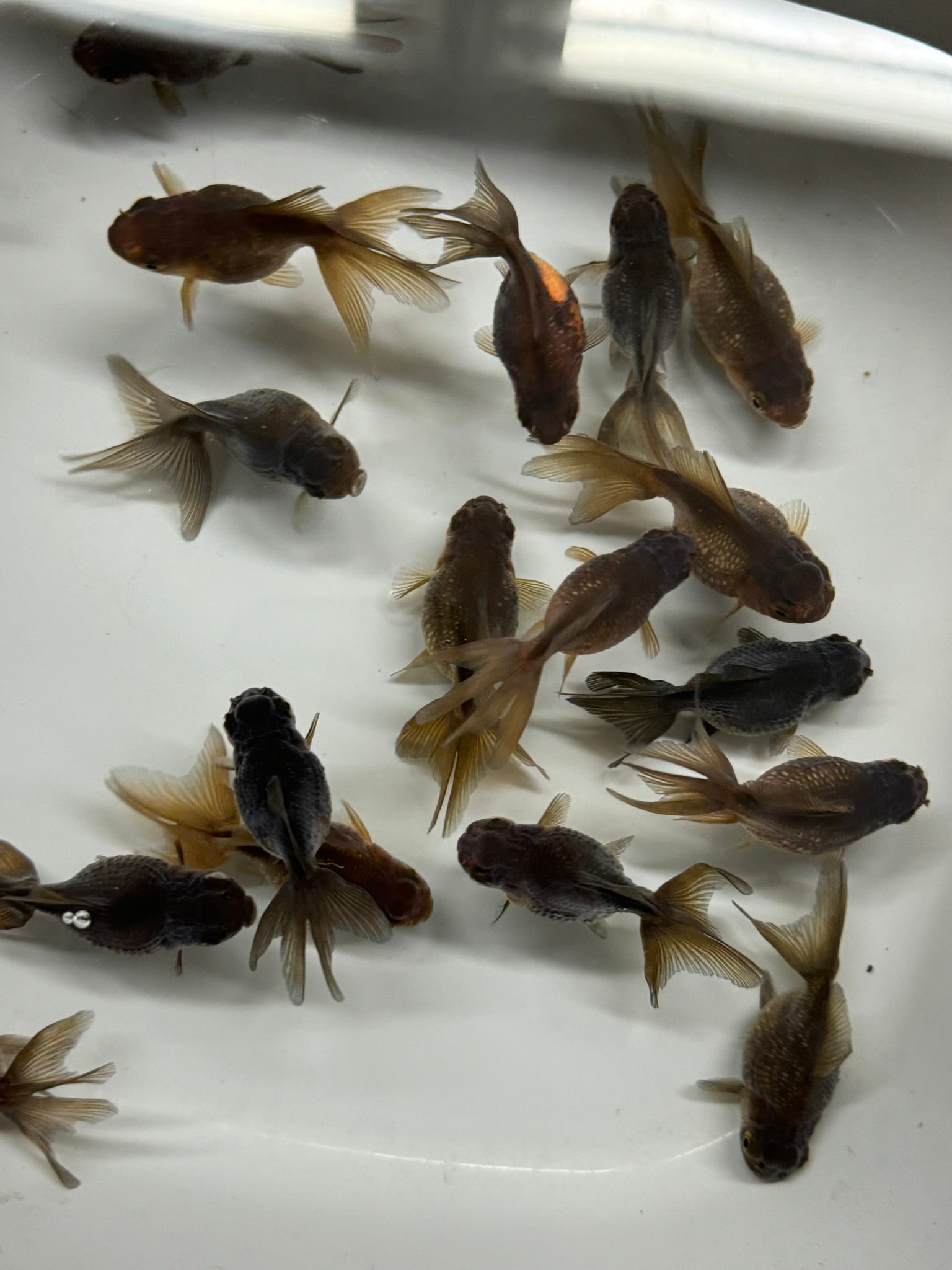 Pearlscale 6 - 7cm Fancy Goldfish - Newlyn - pets - Newlyn - pets - 