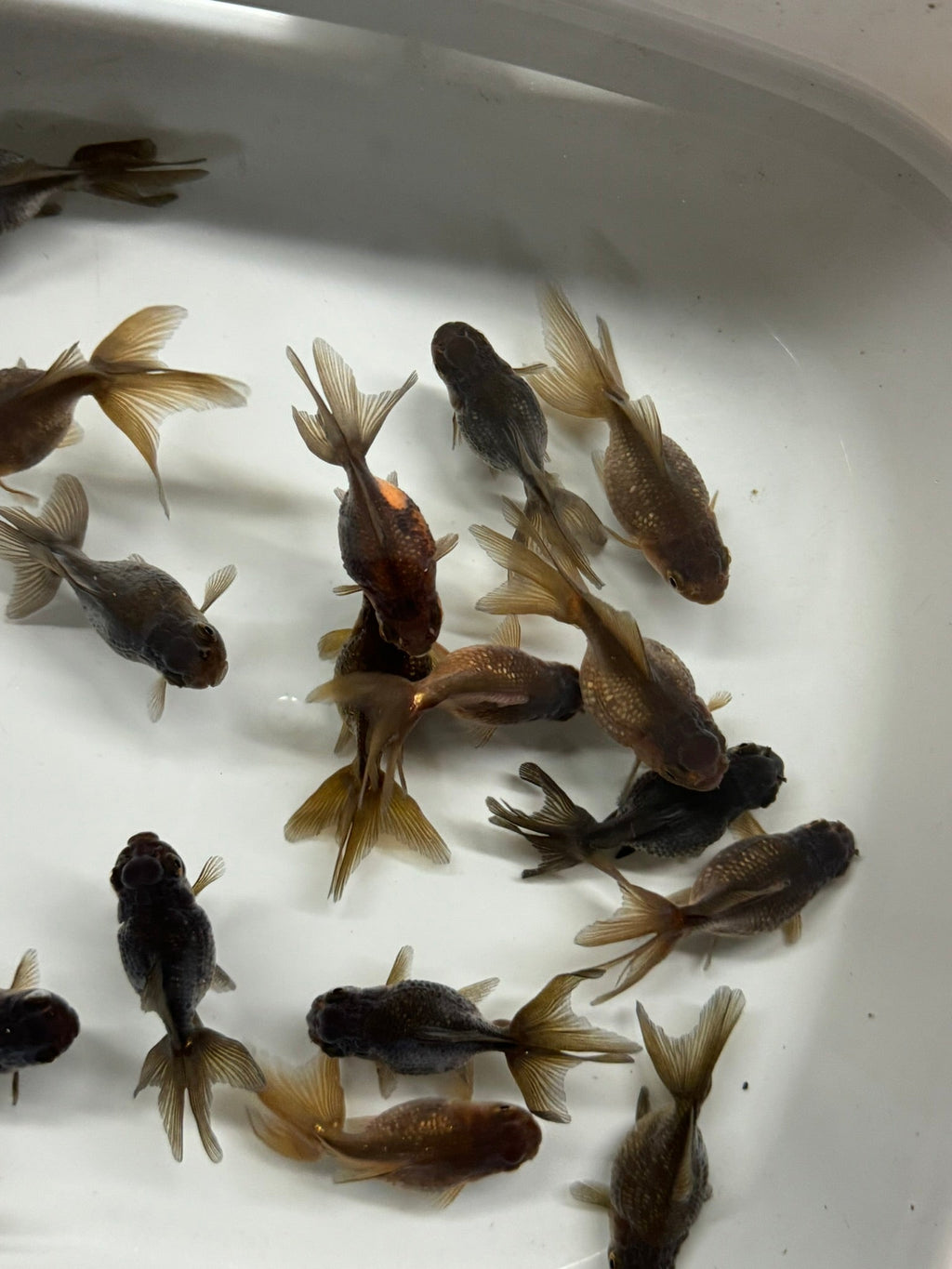 Pearlscale 6 - 7cm Fancy Goldfish - Newlyn - pets - Newlyn - pets - 