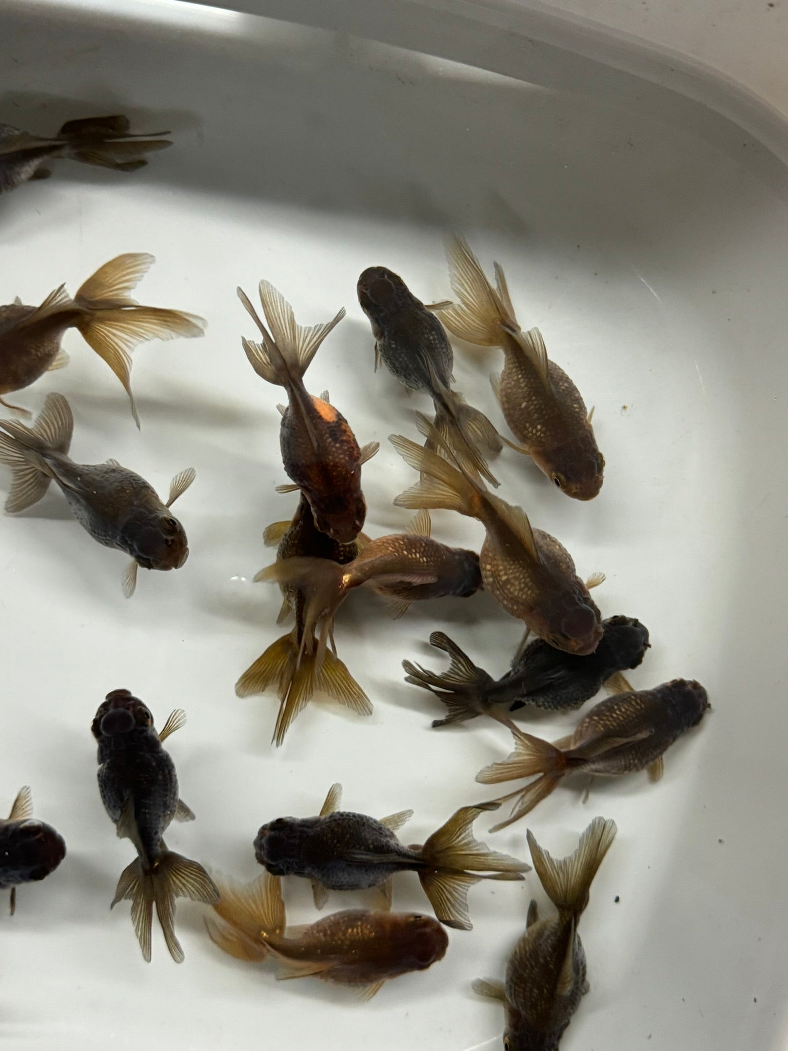 Pearlscale 6 - 7cm Fancy Goldfish - Newlyn - pets - Newlyn - pets - 