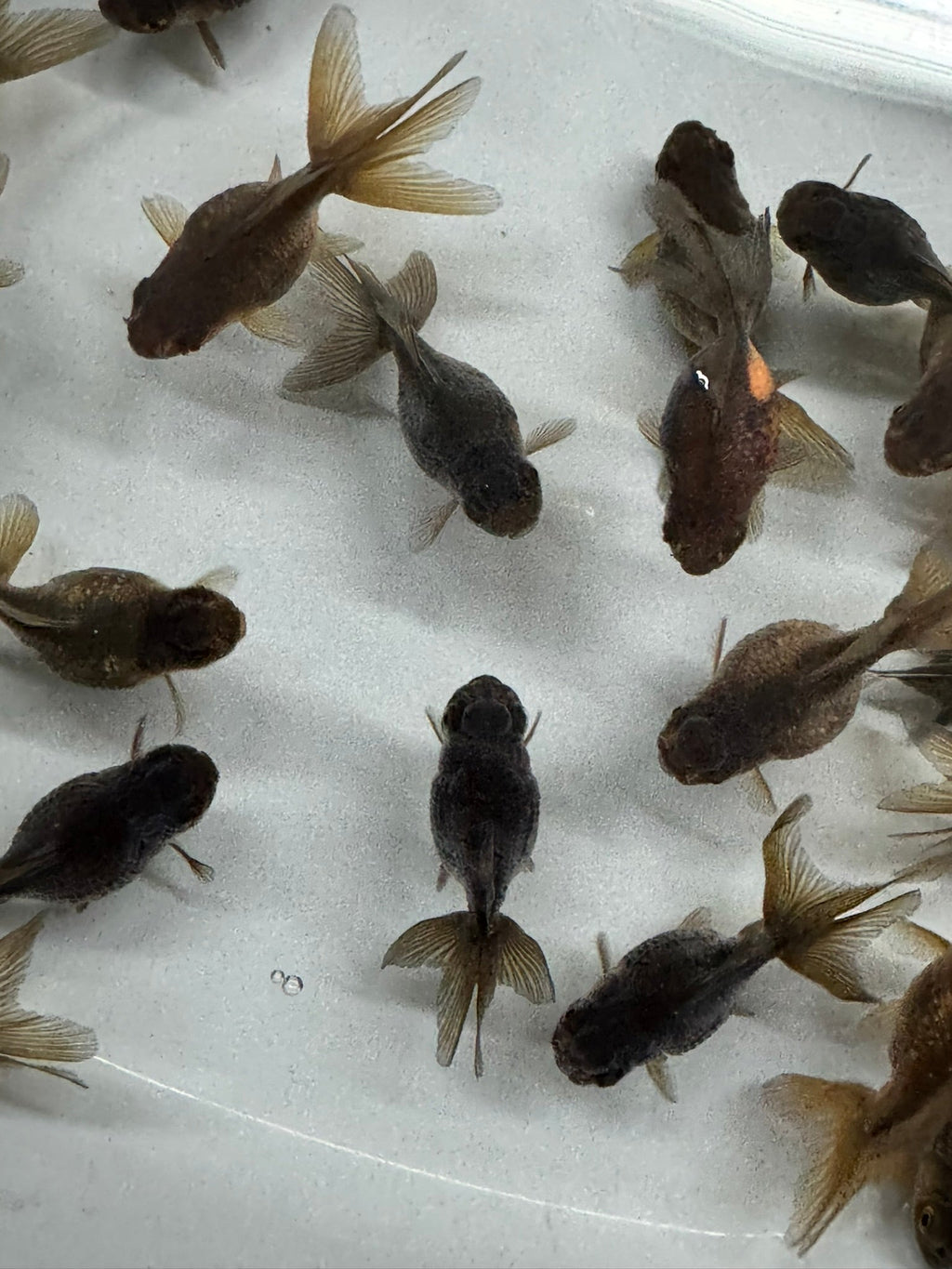 Pearlscale 6 - 7cm Fancy Goldfish - Newlyn - pets - Newlyn - pets - 