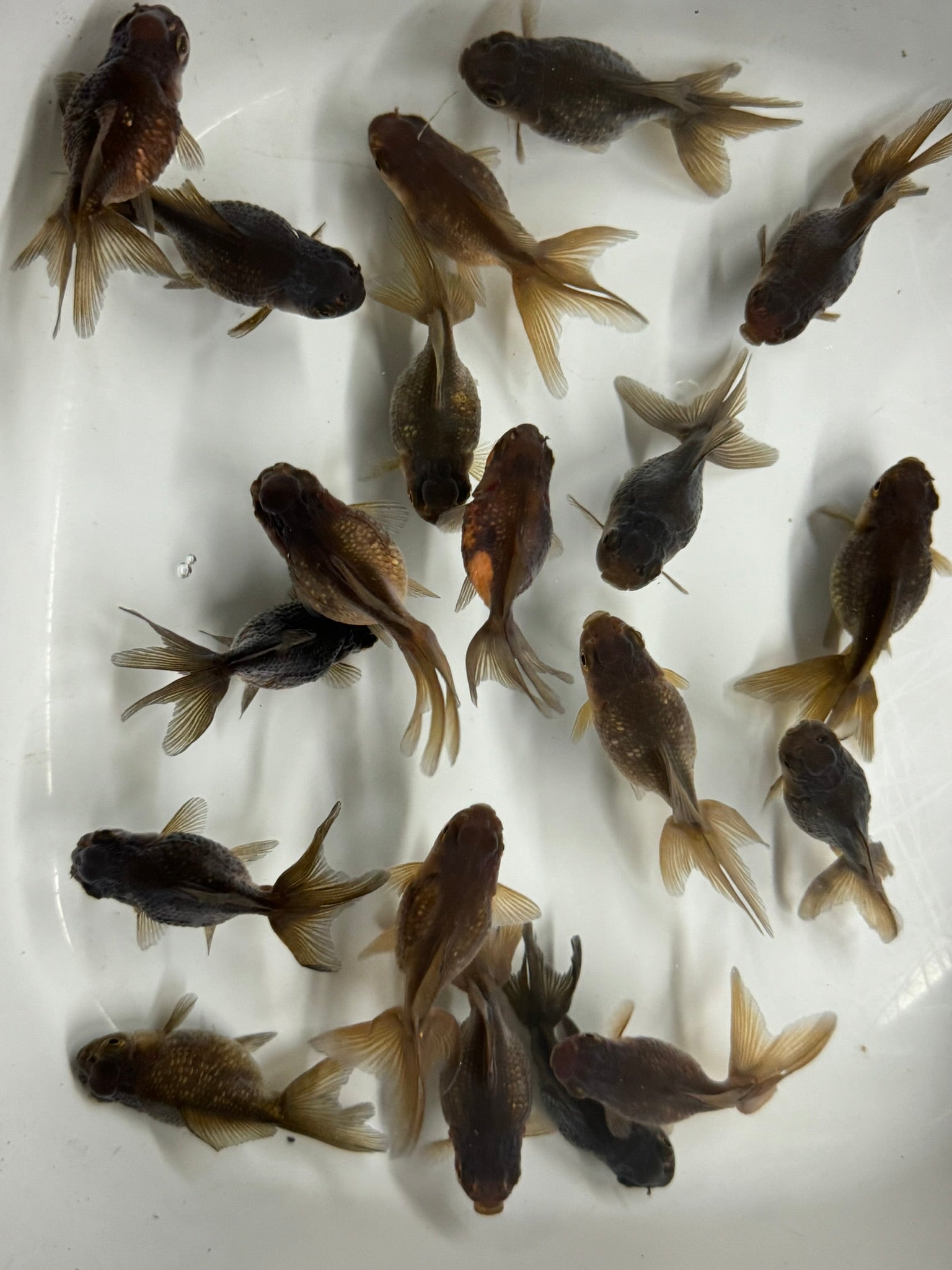 Pearlscale 6 - 7cm Fancy Goldfish - Newlyn - pets - Newlyn - pets - 