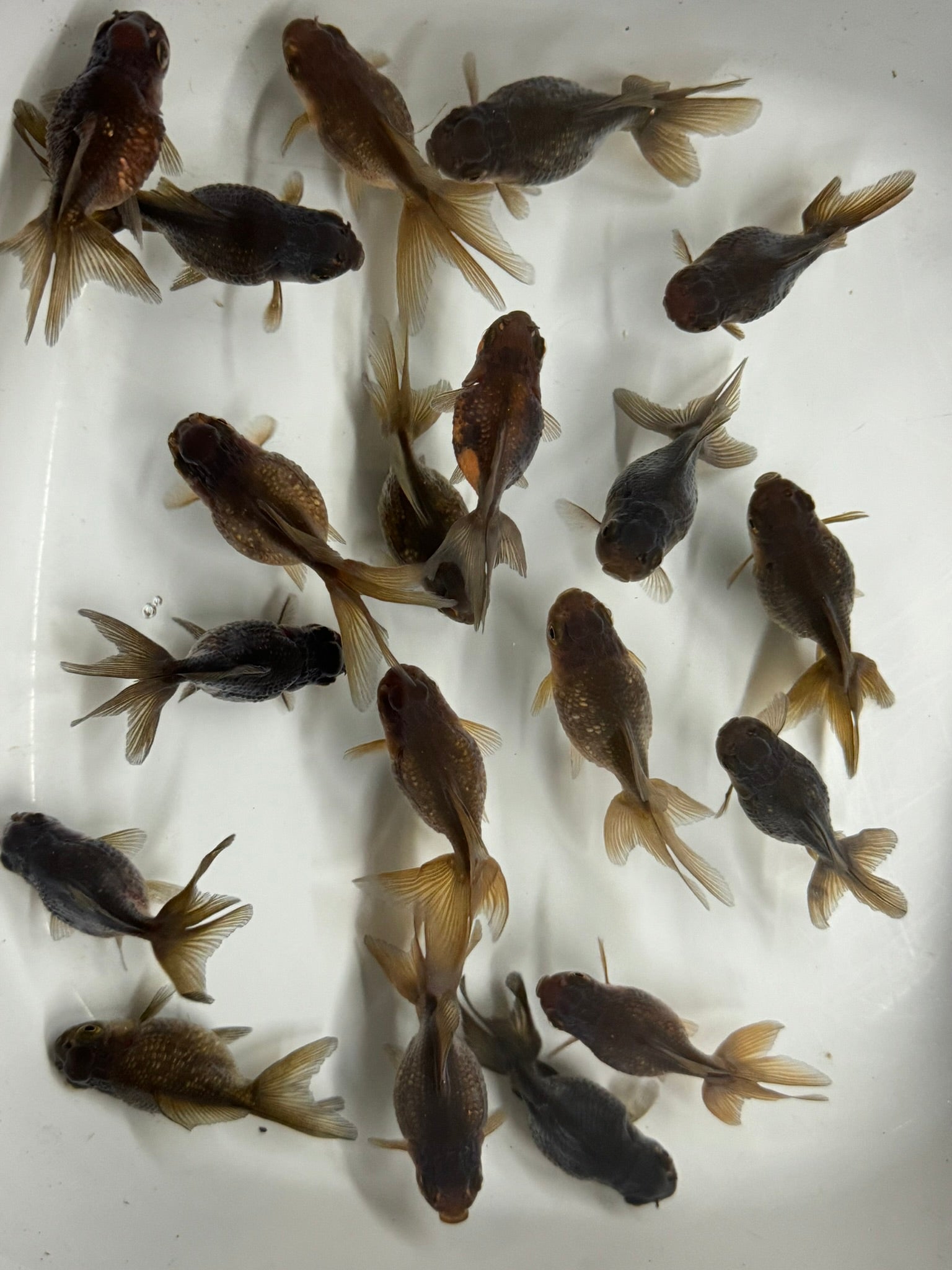 Pearlscale 6 - 7cm Fancy Goldfish - Newlyn - pets - Newlyn - pets - 