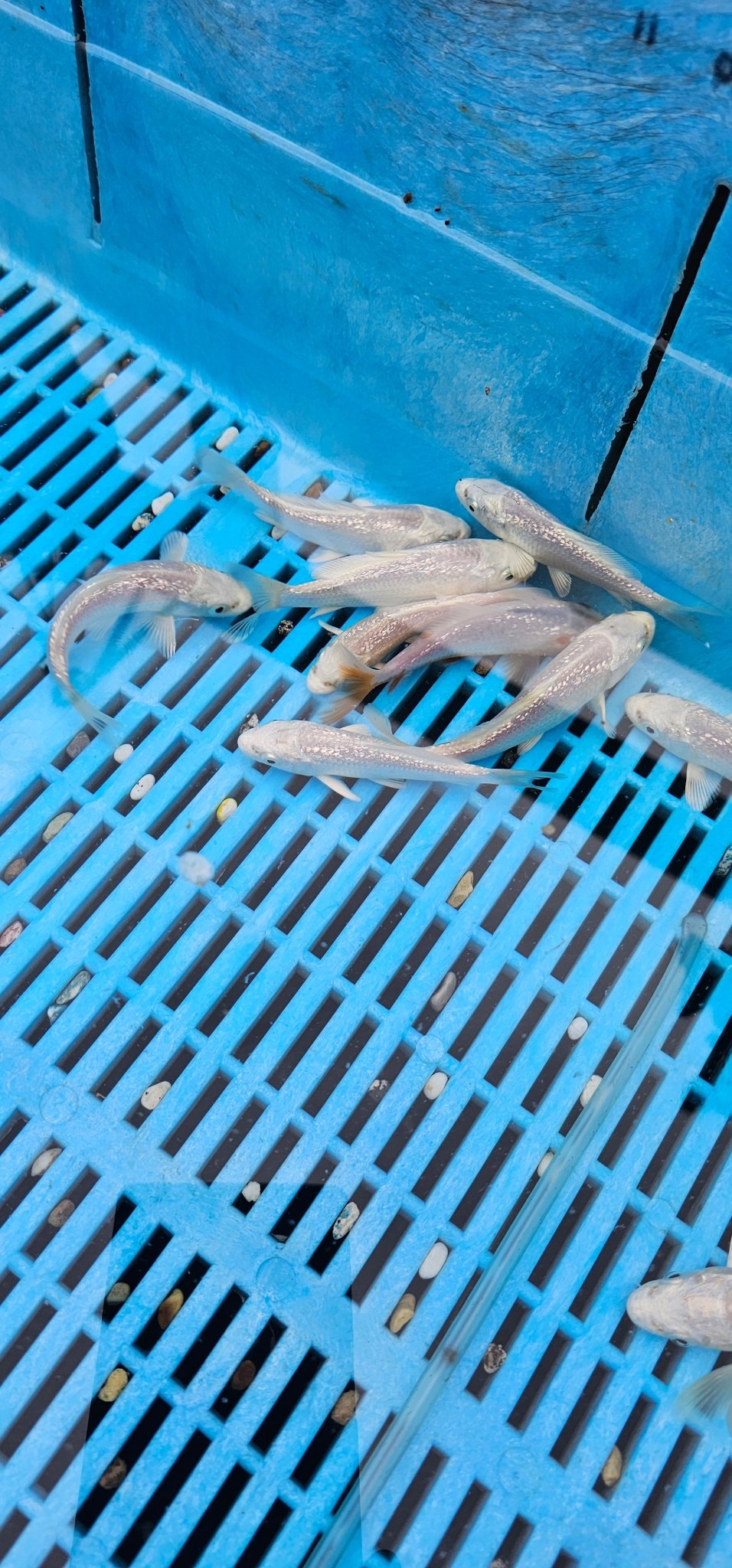 Platinum Ogon Japanese Koi 12 - 16cm - Newlyn - pets - Newlyn - pets - 