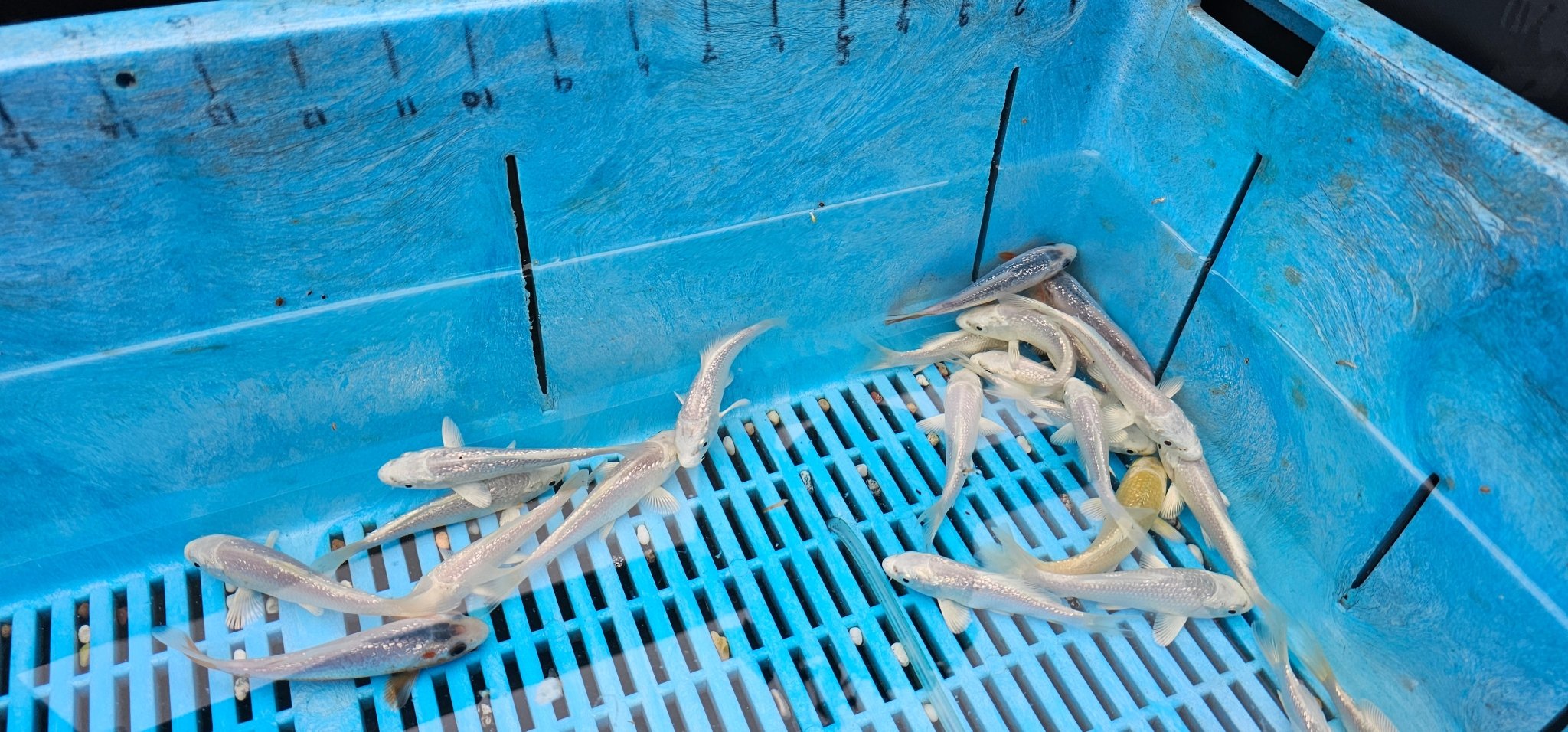 Platinum Ogon Japanese Koi 12 - 16cm - Newlyn - pets - Newlyn - pets - 