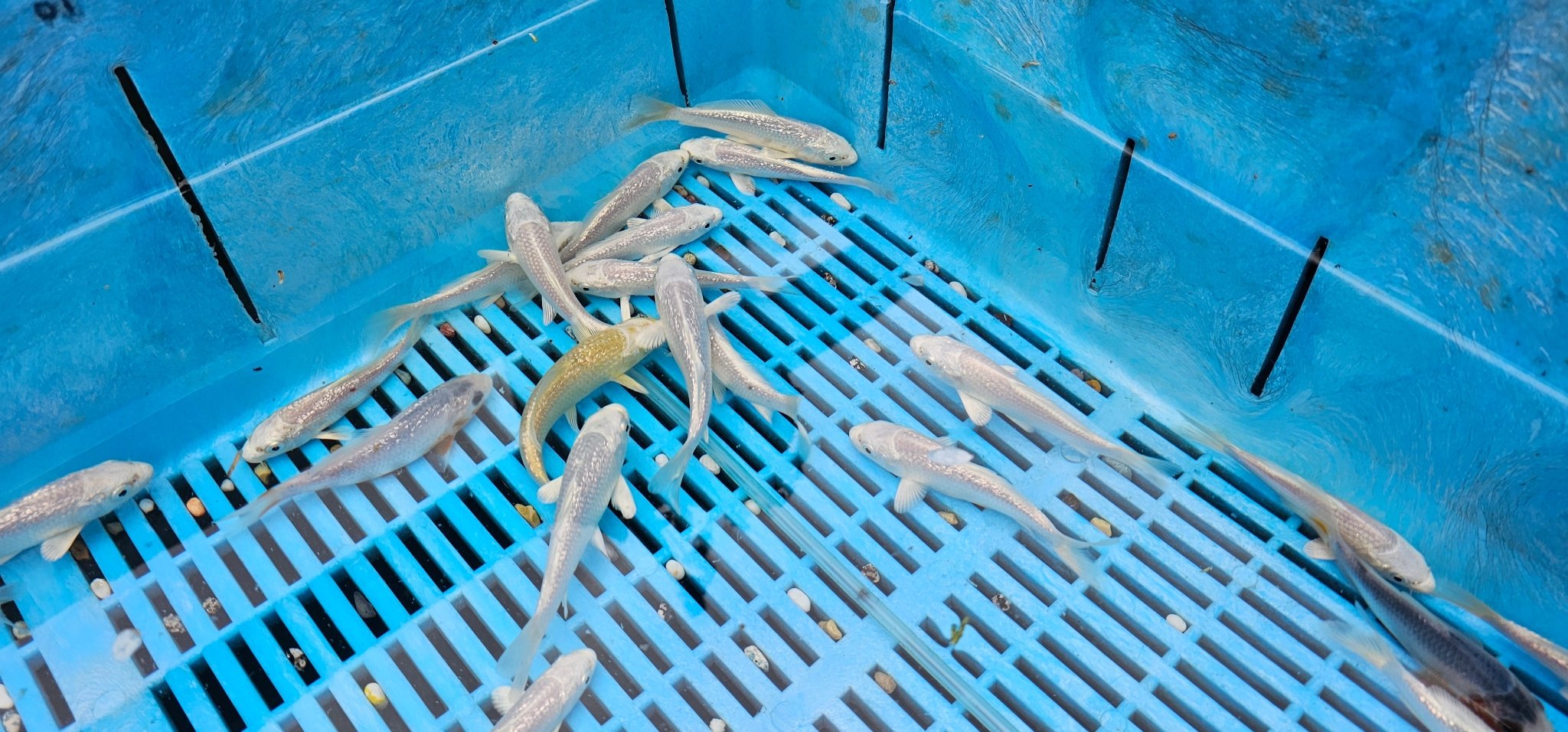 Platinum Ogon Japanese Koi 12 - 16cm - Newlyn - pets - Newlyn - pets - 