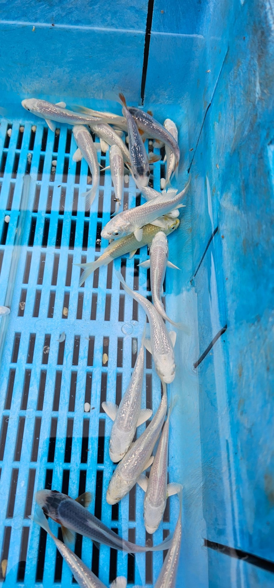 Platinum Ogon Japanese Koi 12 - 16cm - Newlyn - pets - Newlyn - pets - 