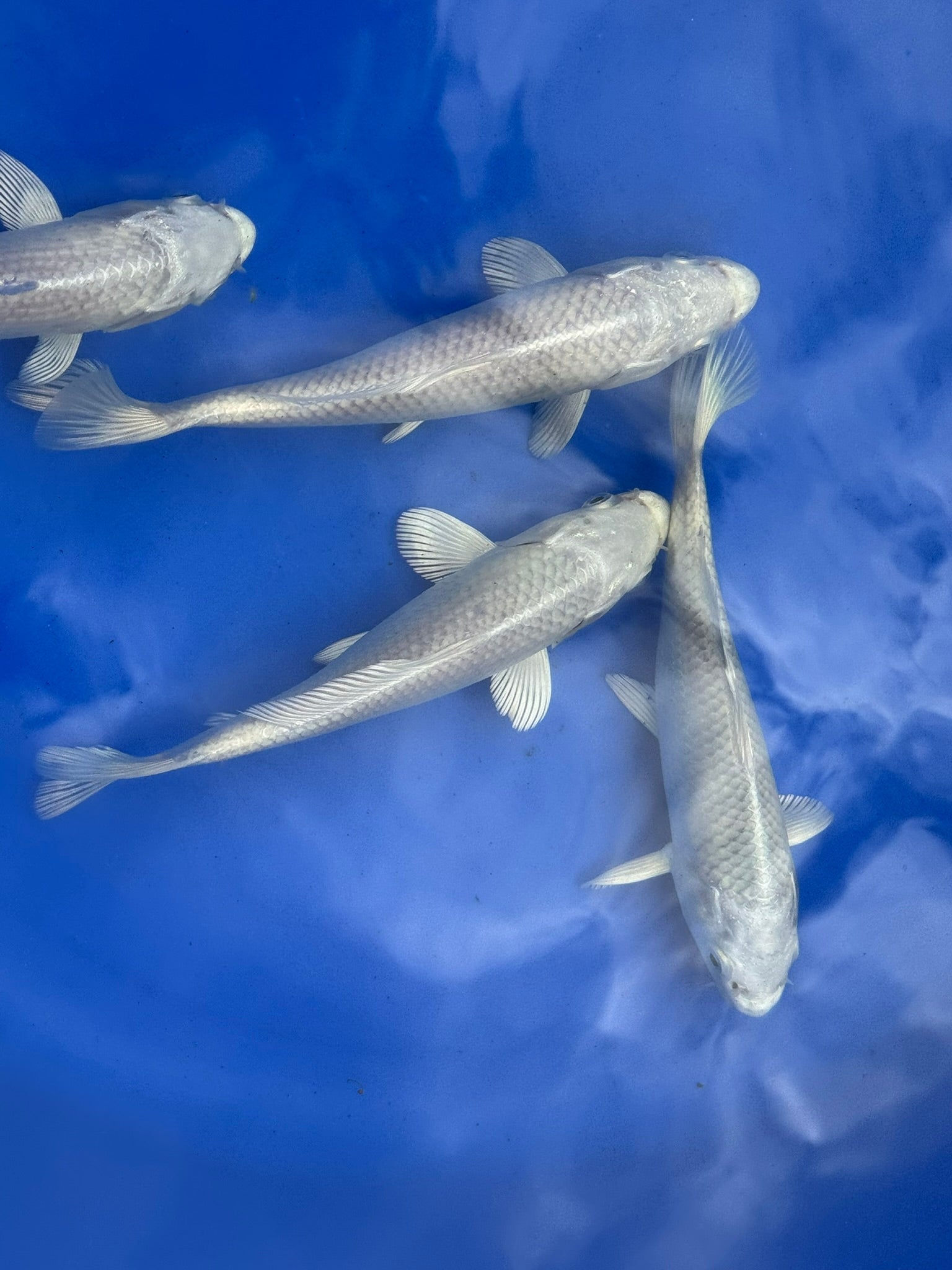 Platinum Ogon Japanese Koi 18 - 22cm (O 2F) - Newlyn - pets - Newlyn - pets - 