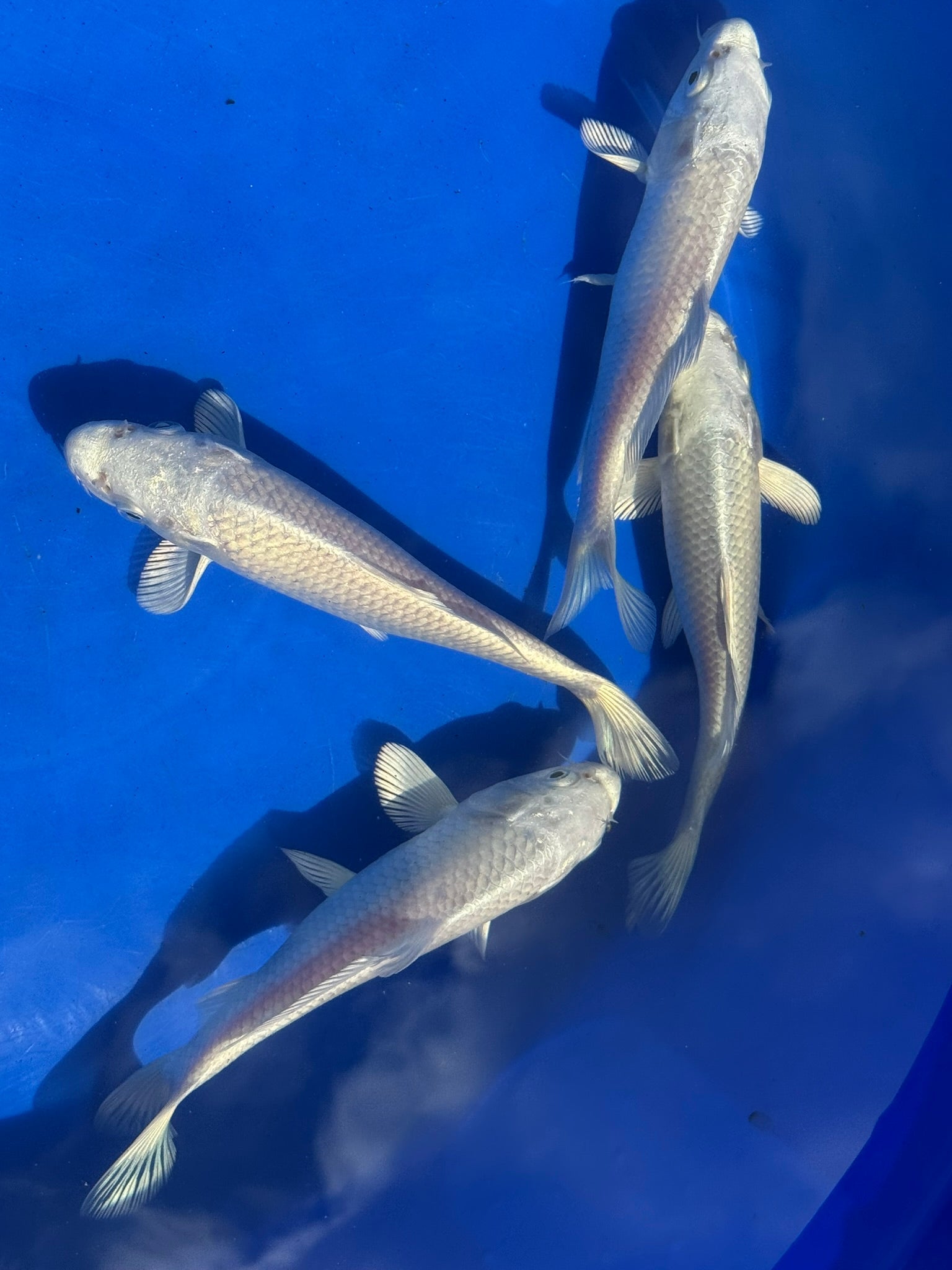 Platinum Ogon Japanese Koi 18 - 22cm (O 2F) - Newlyn - pets - Newlyn - pets - 