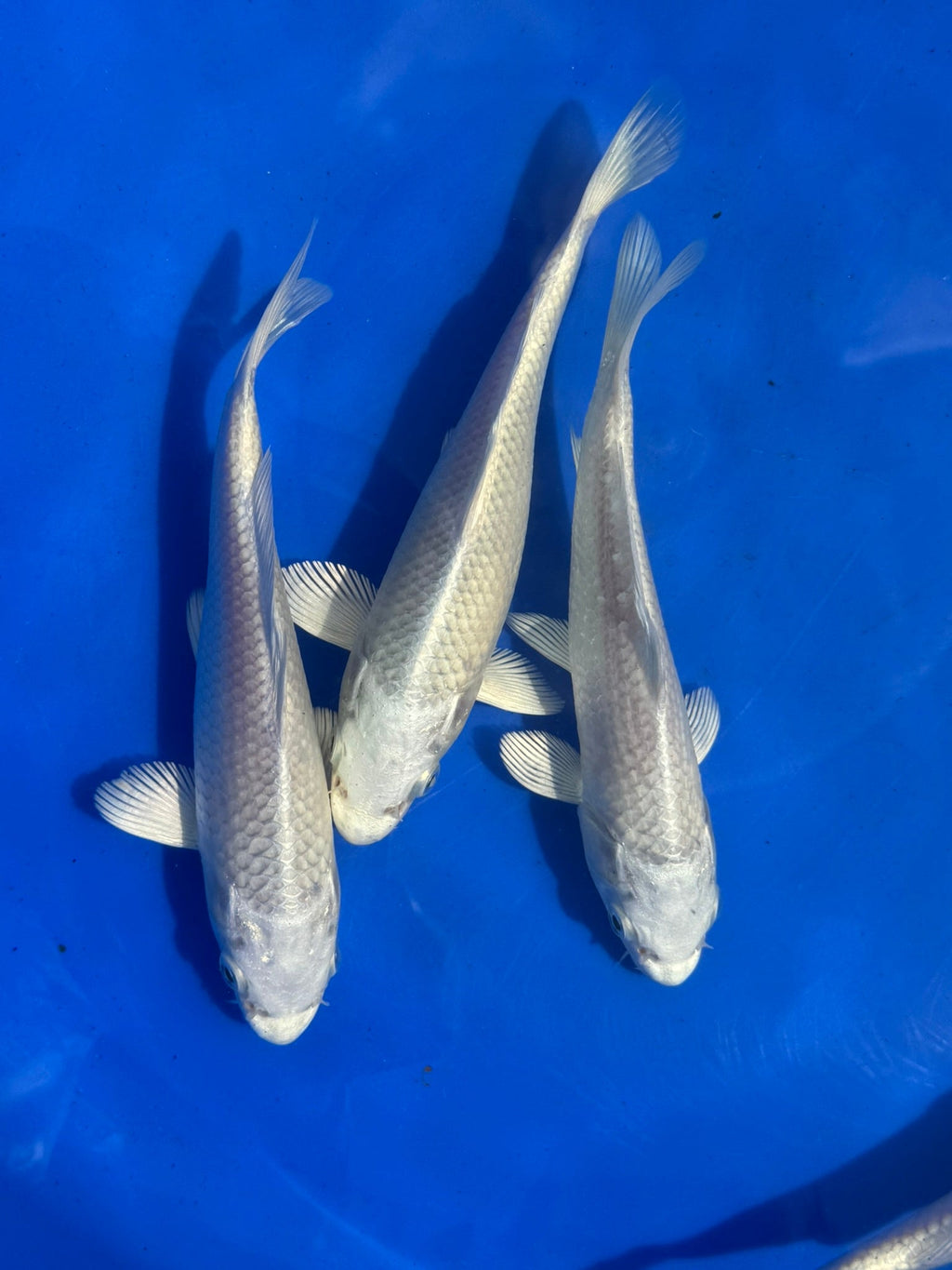 Platinum Ogon Japanese Koi 18 - 22cm (O 2F) - Newlyn - pets - Newlyn - pets - 