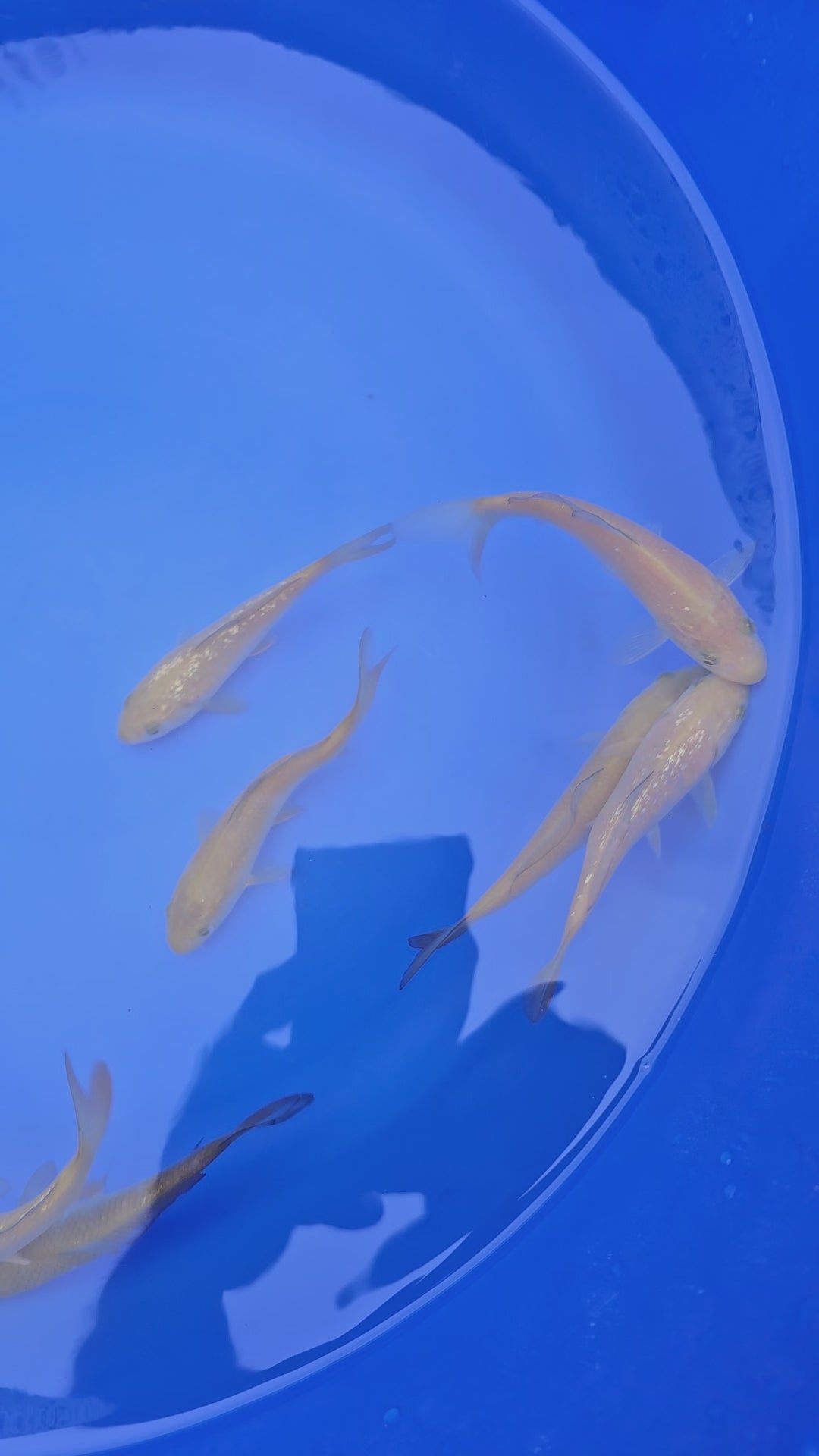 Japanese Koi  Chagoi Soragoi Mix (some Gin Rin) 10-14cm