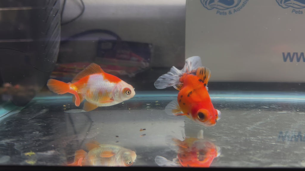 Butterfly Moor Fancy Goldfish 6-8cm Assorted colours (BF5B)