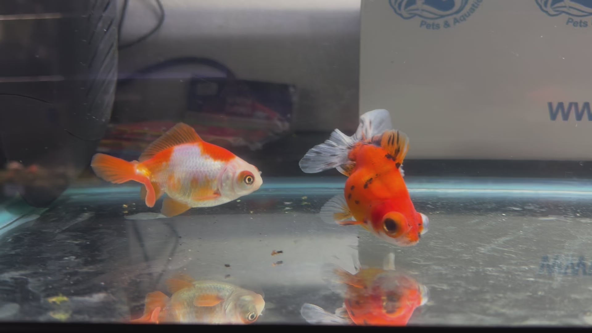 Butterfly Moor Fancy Goldfish 6-8cm Assorted colours (BF5B)