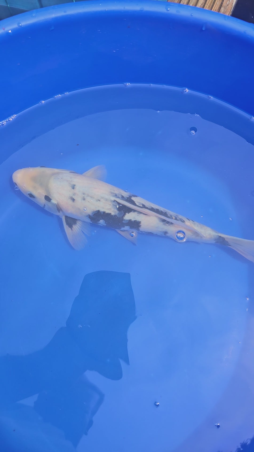 Japanese Koi Jumbo Shiro 13-14" (Fish in Photo) (O 1) #2