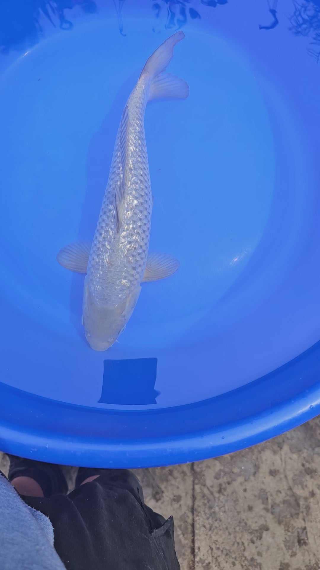 Japanese Koi Silver Gin-Rin Soragoi 14-15" (Fish in Photo) (O 1)