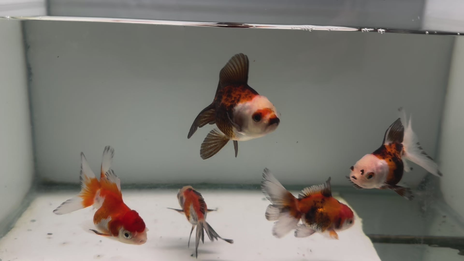 Oranda Red/Black Fancy Goldfish 5-6cm (Picked at Random)(BF6B)
