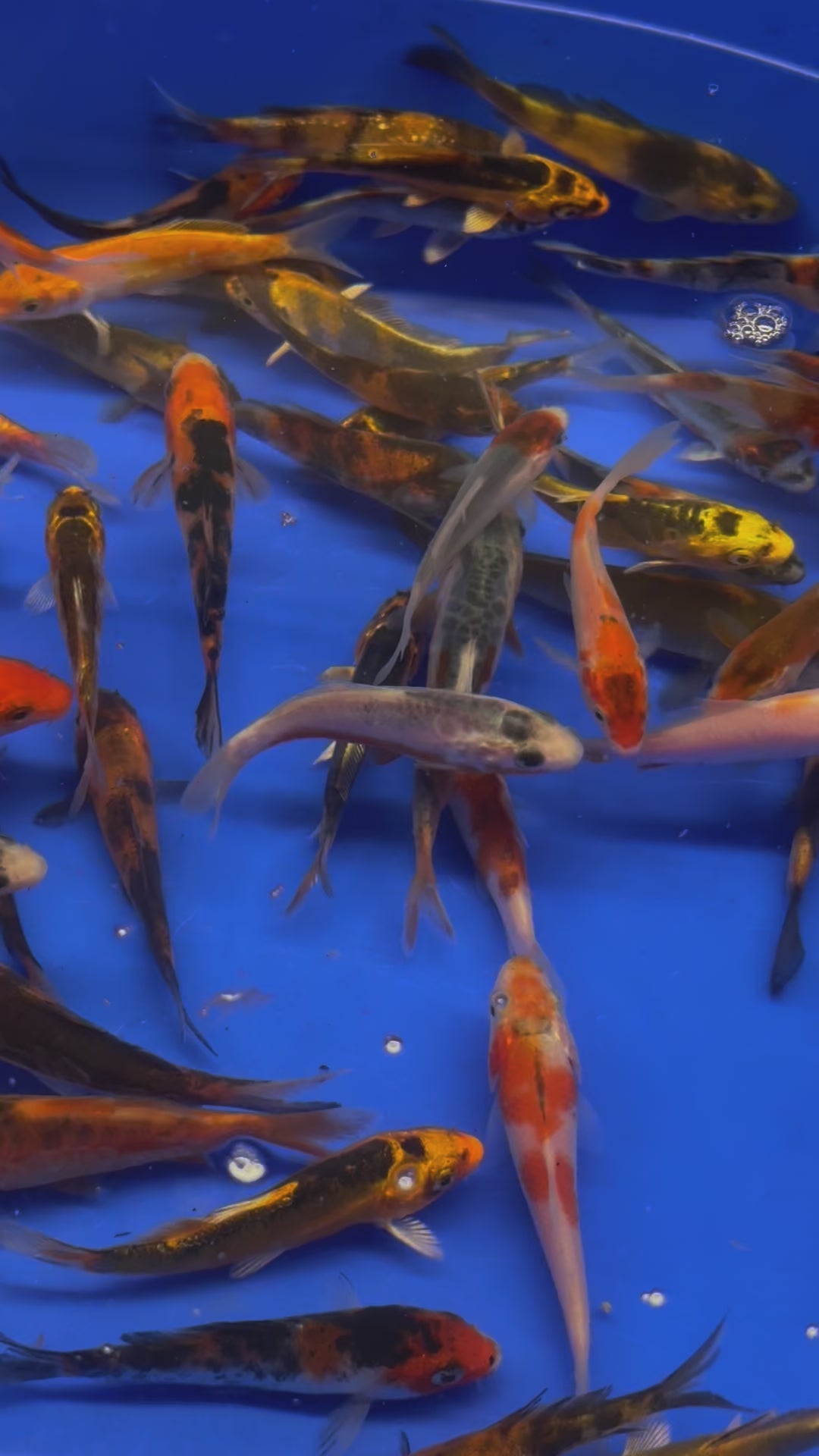 Japanese Koi 6-8cm (TF P5)