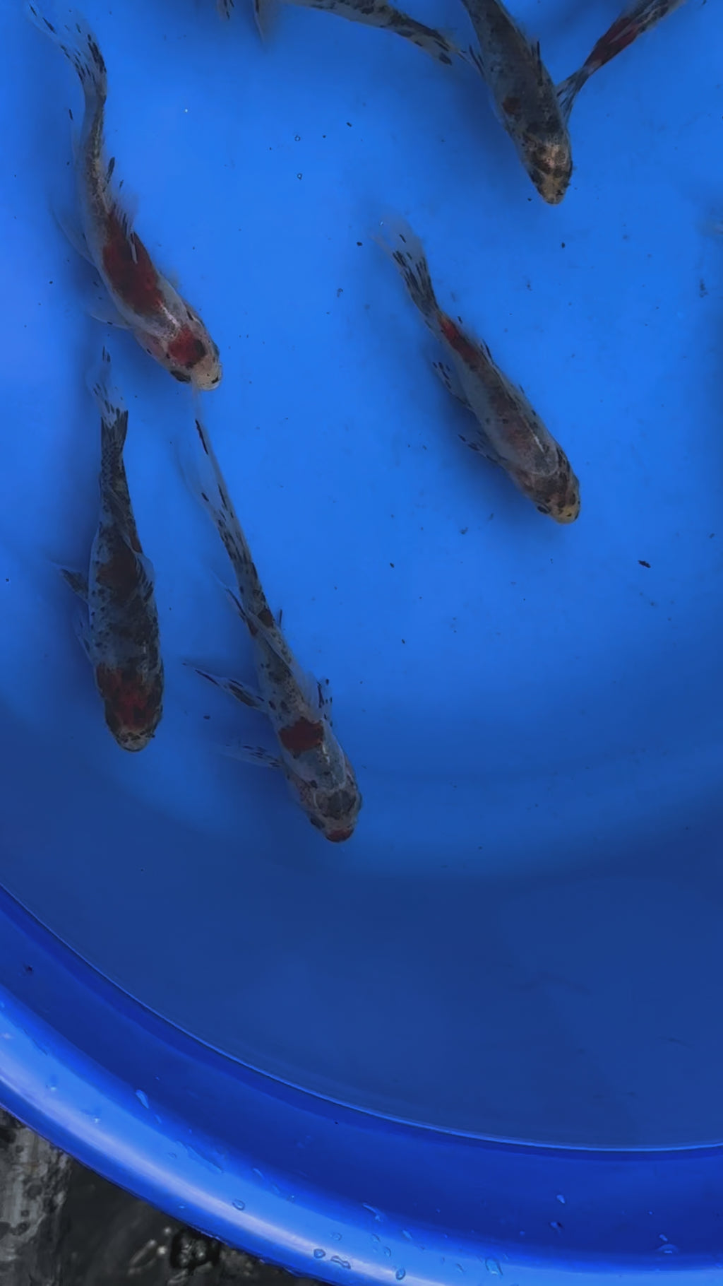 Shubunkin 4-5" (Picked at Random)