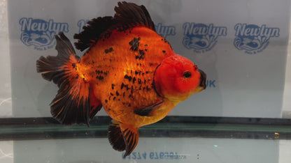 Jumbo Short Tail Oranda  17-18cm (Fish in photo) #3