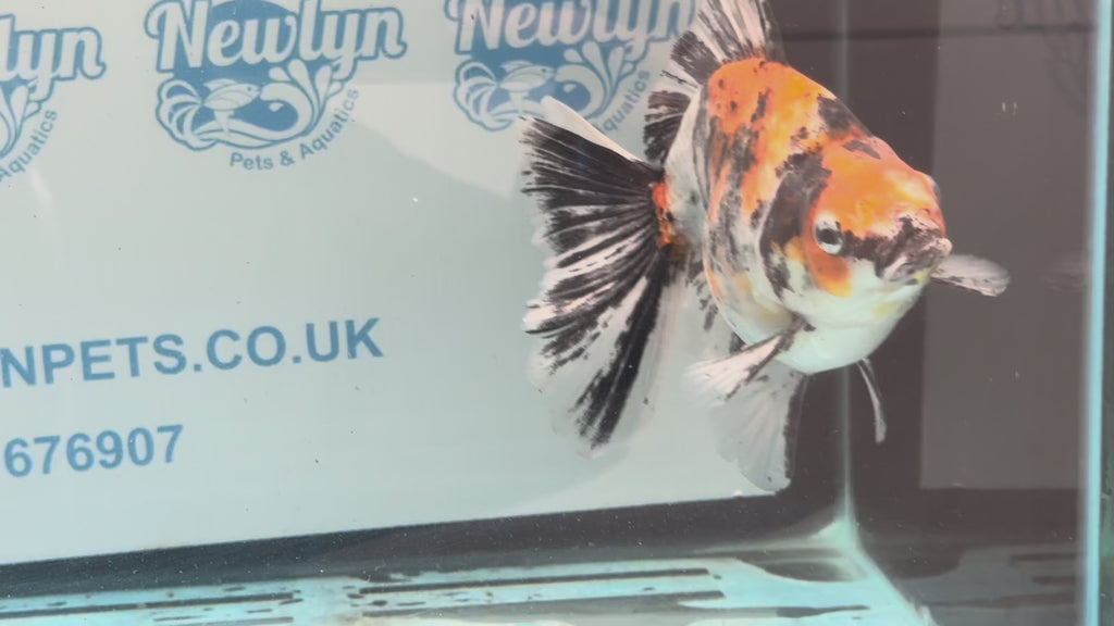 Calico Ryukin 16-17cm Chinese Fancy Goldfish Ry2(fish in photo)