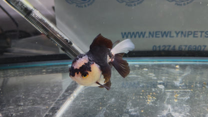 Tri-Coloured Oranda 9-10cm (Fish in photo)