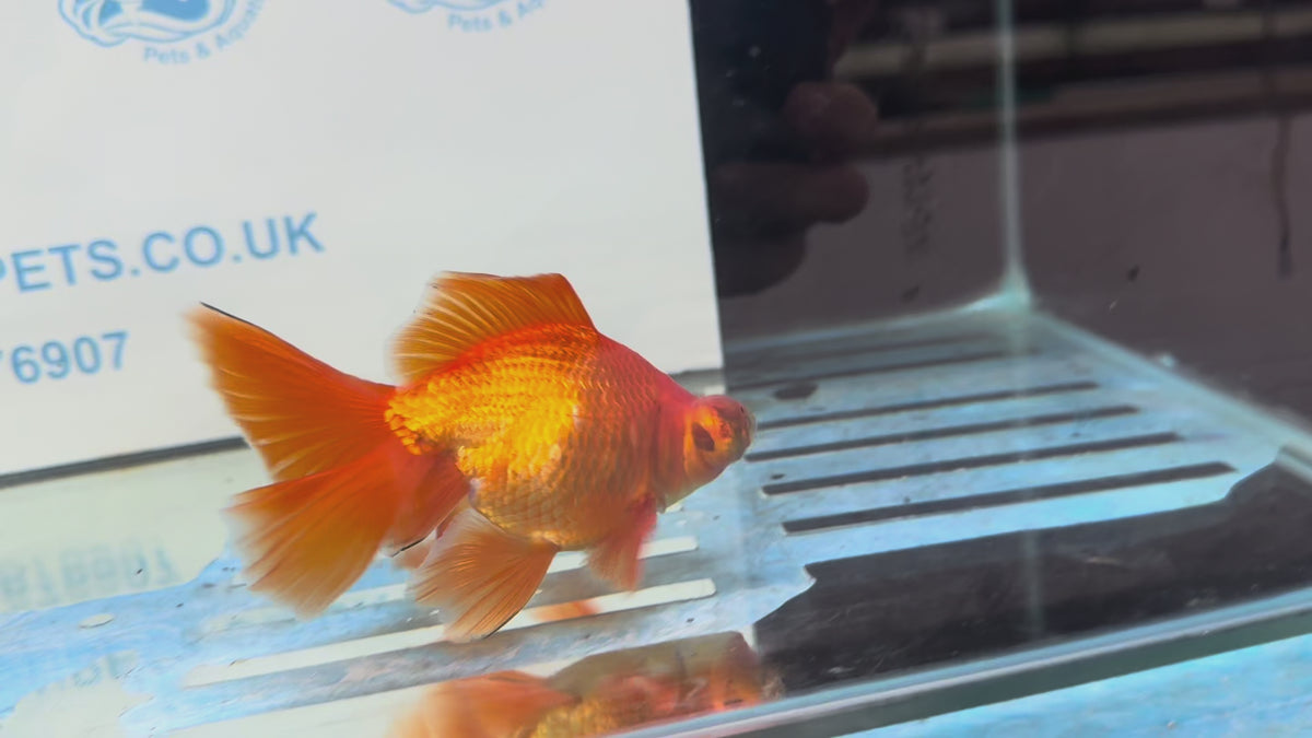 Butterfly Moor Red 9-10cm Chinese Fancy Goldfish Fish In The Photo