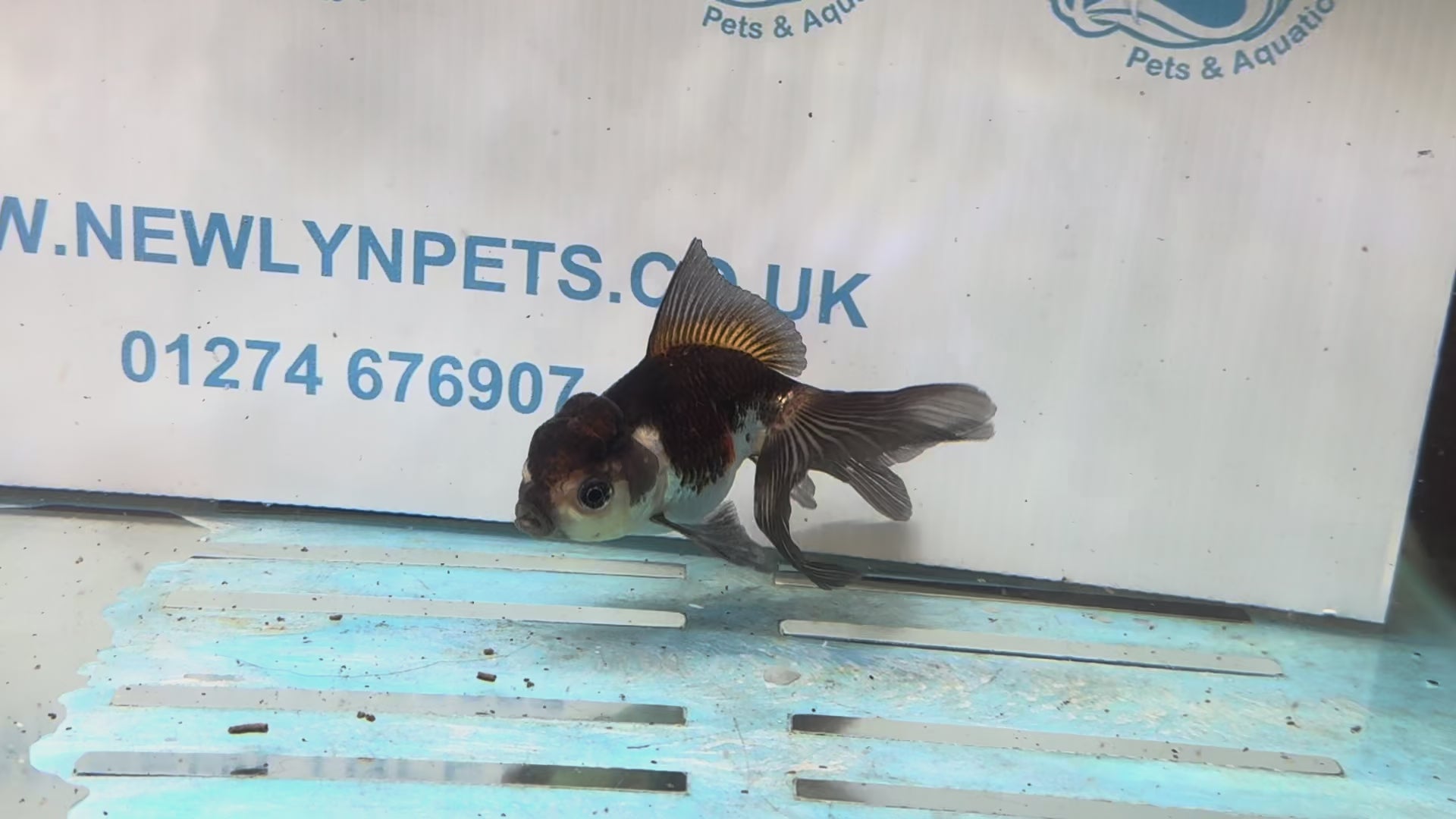 Tri Oranda 10-11cm