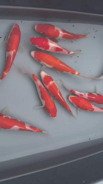 Kohaku Japanese Koi 7"