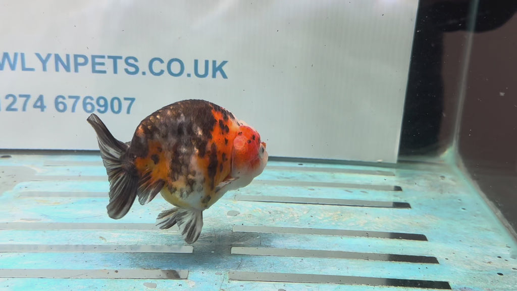 Calico Ranchu 10-11cm Fancy Goldfish