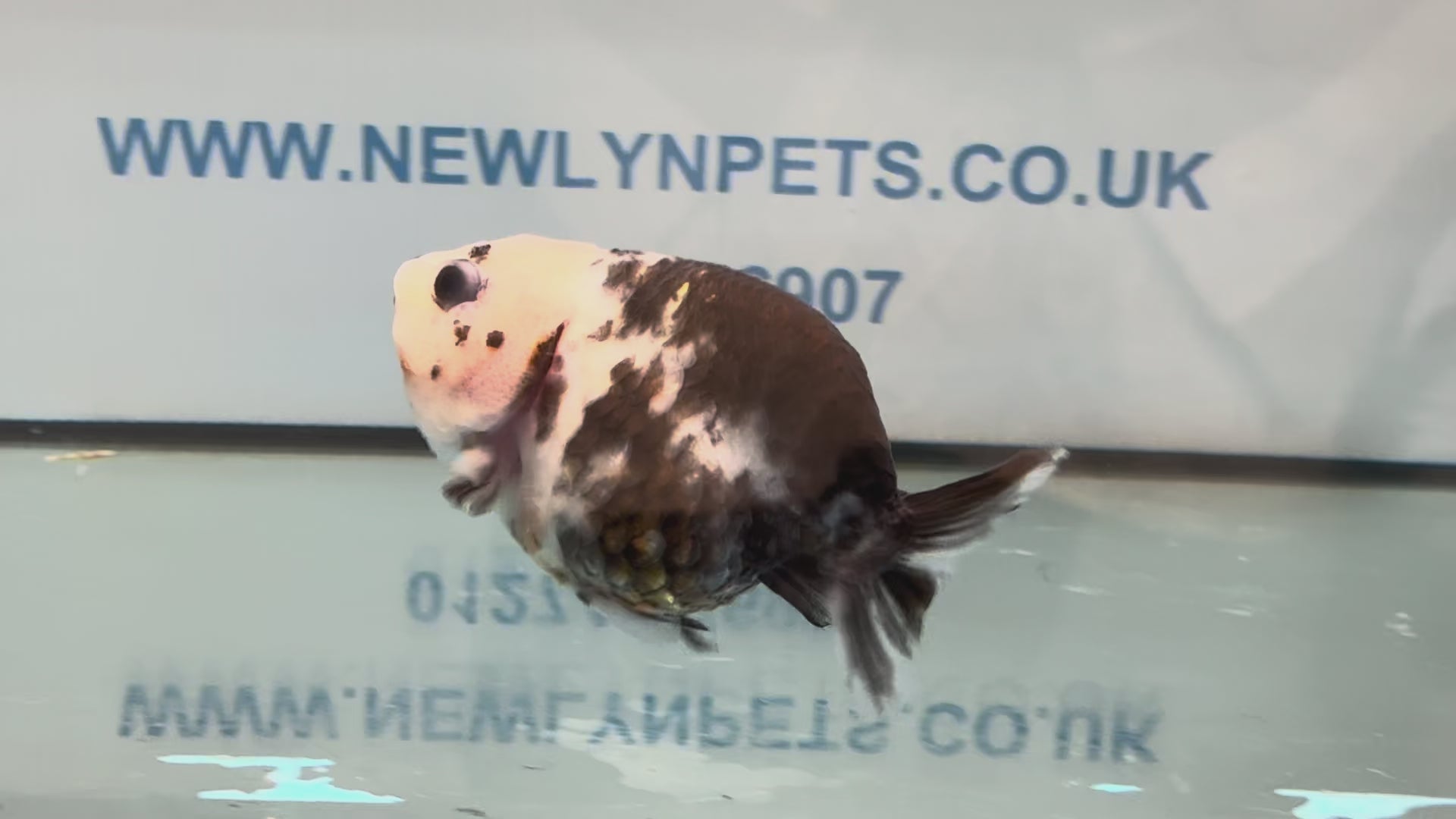 Cow Ranchu 11-12cm #2 Fancy Goldfish