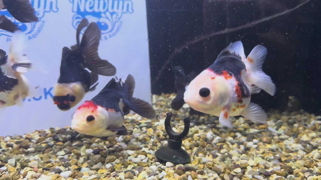 Tri coloured Oranda 8-9cm (BF4A - 4B)