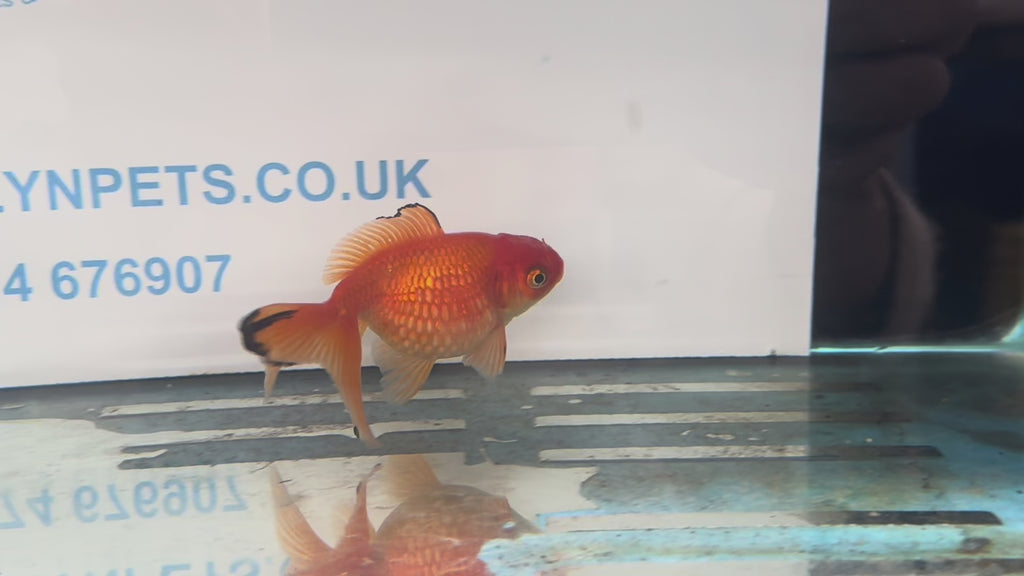 Red Pearlscale 10-11cm Fancy Goldfish (Picked at Random)