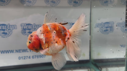 Jumbo Oranda  13-14cm (Fish in photo) #30