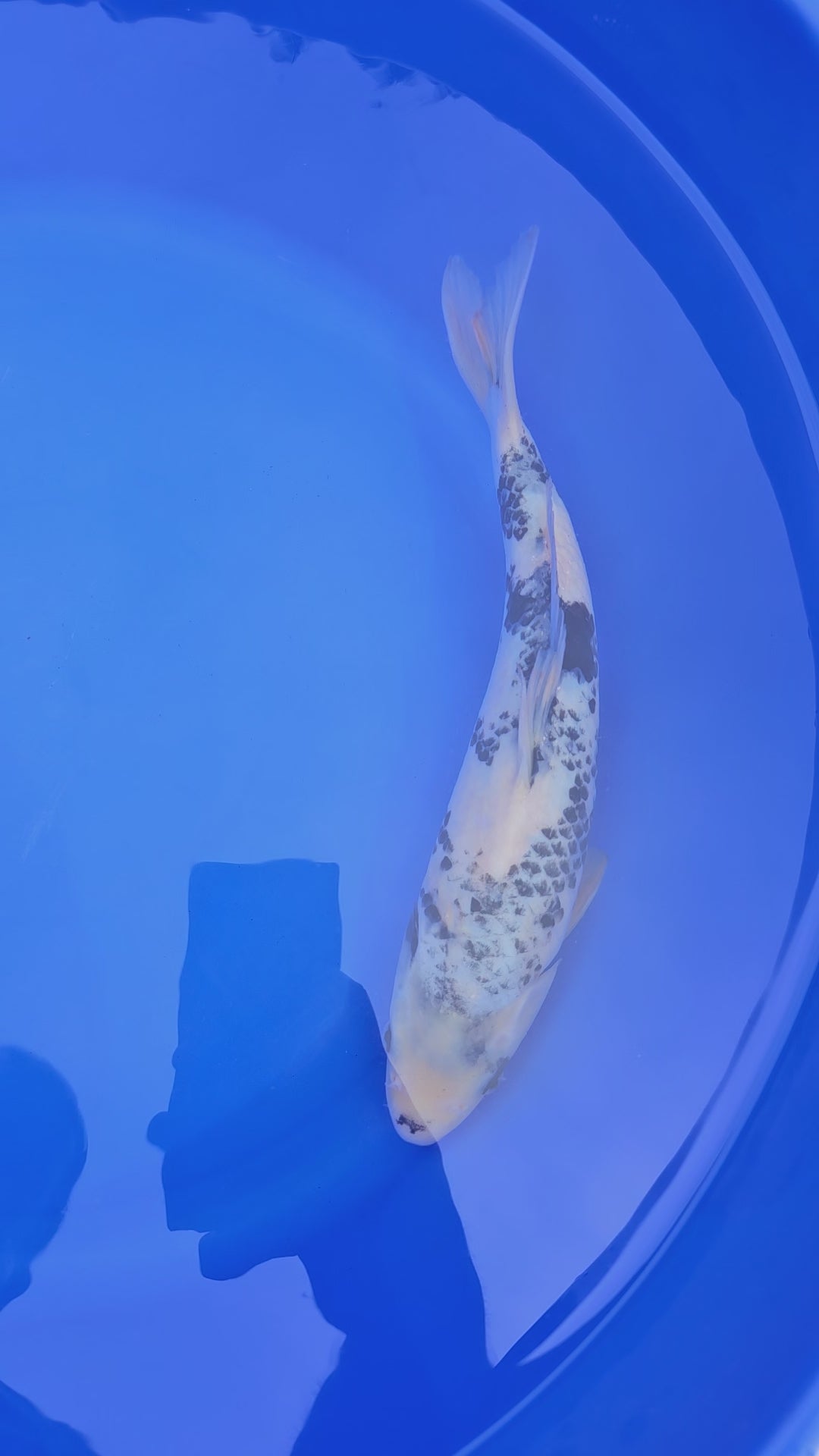 Japanese Koi Jumbo Shiro 13" (Fish in Photo) (O 1) #4