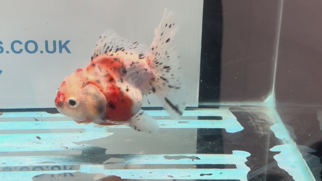 Calico Oranda 13cm CO1 (Fish in photo)