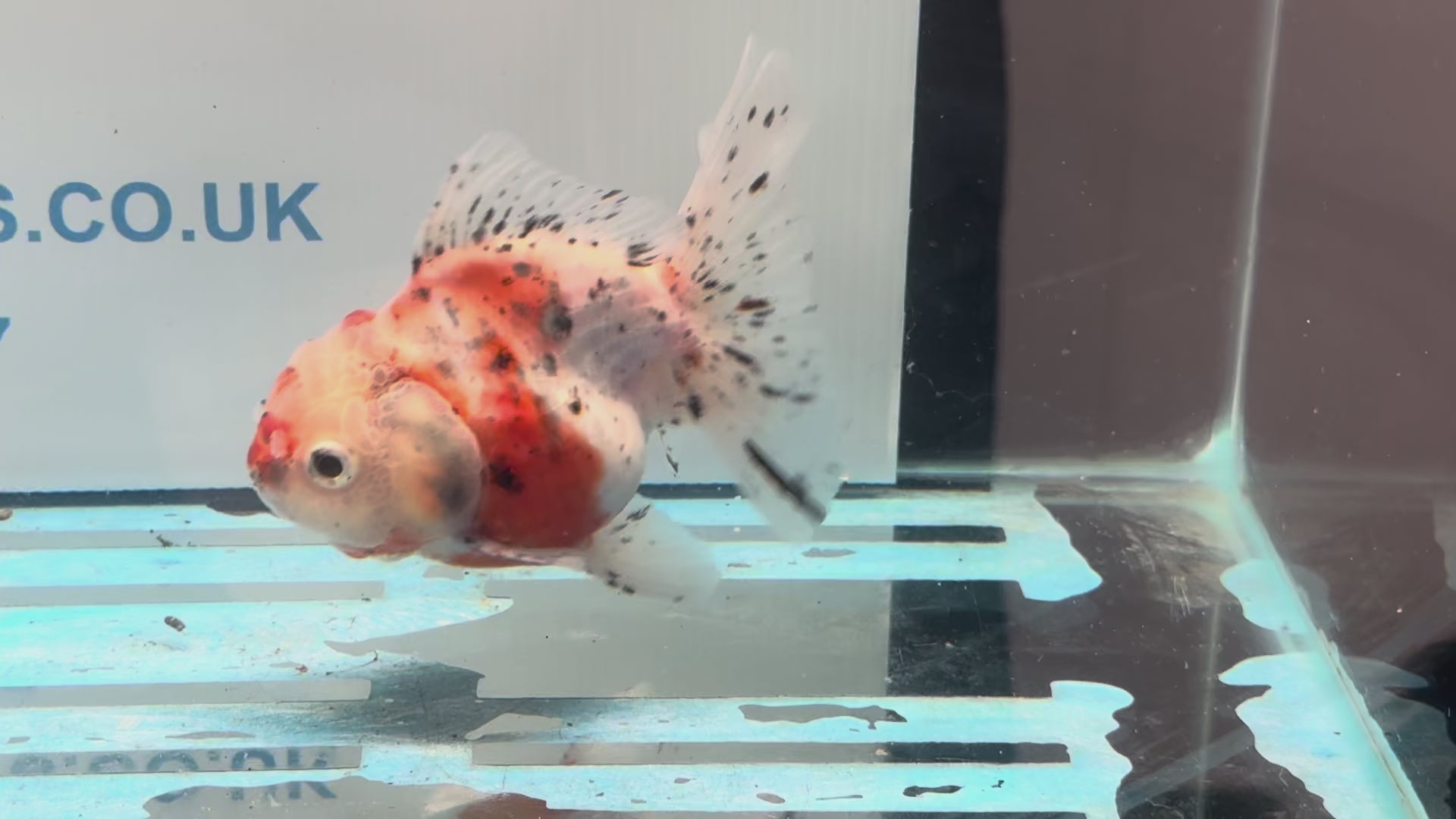 Calico Oranda 13cm CO1 (Fish in photo)