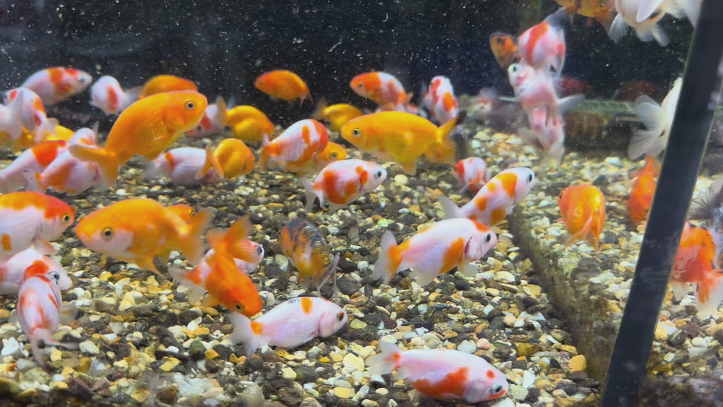 Ranchu 4-5cm Fancy Goldfish